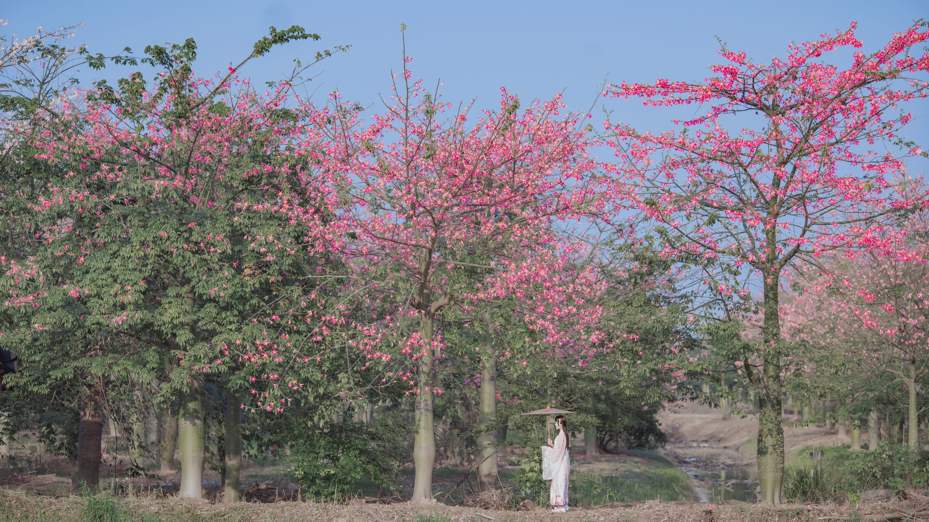 桜桃喵 – 温柔之汉服桃花 [15P]