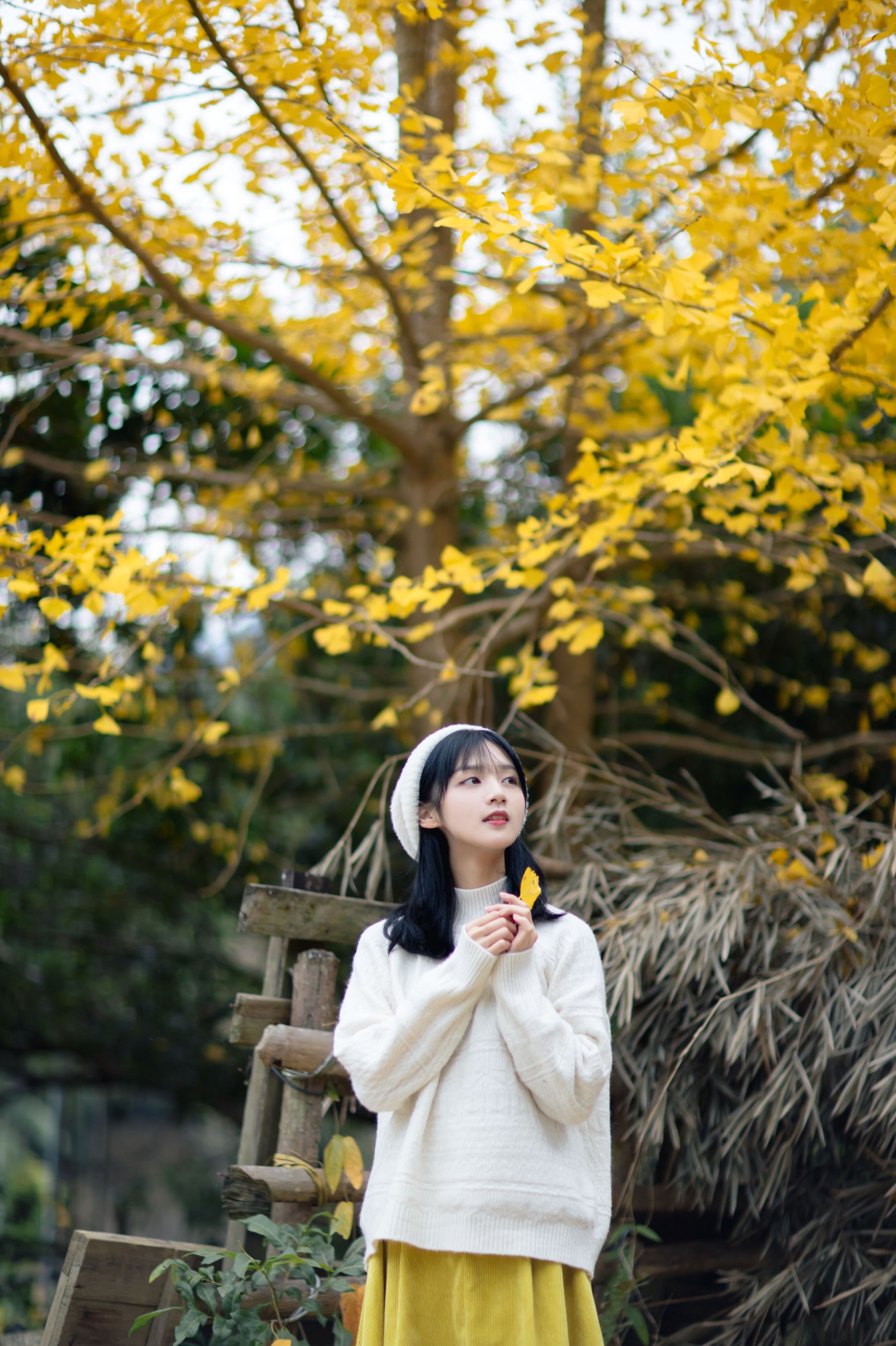 雨文 – 《银杏之恋》[39P]