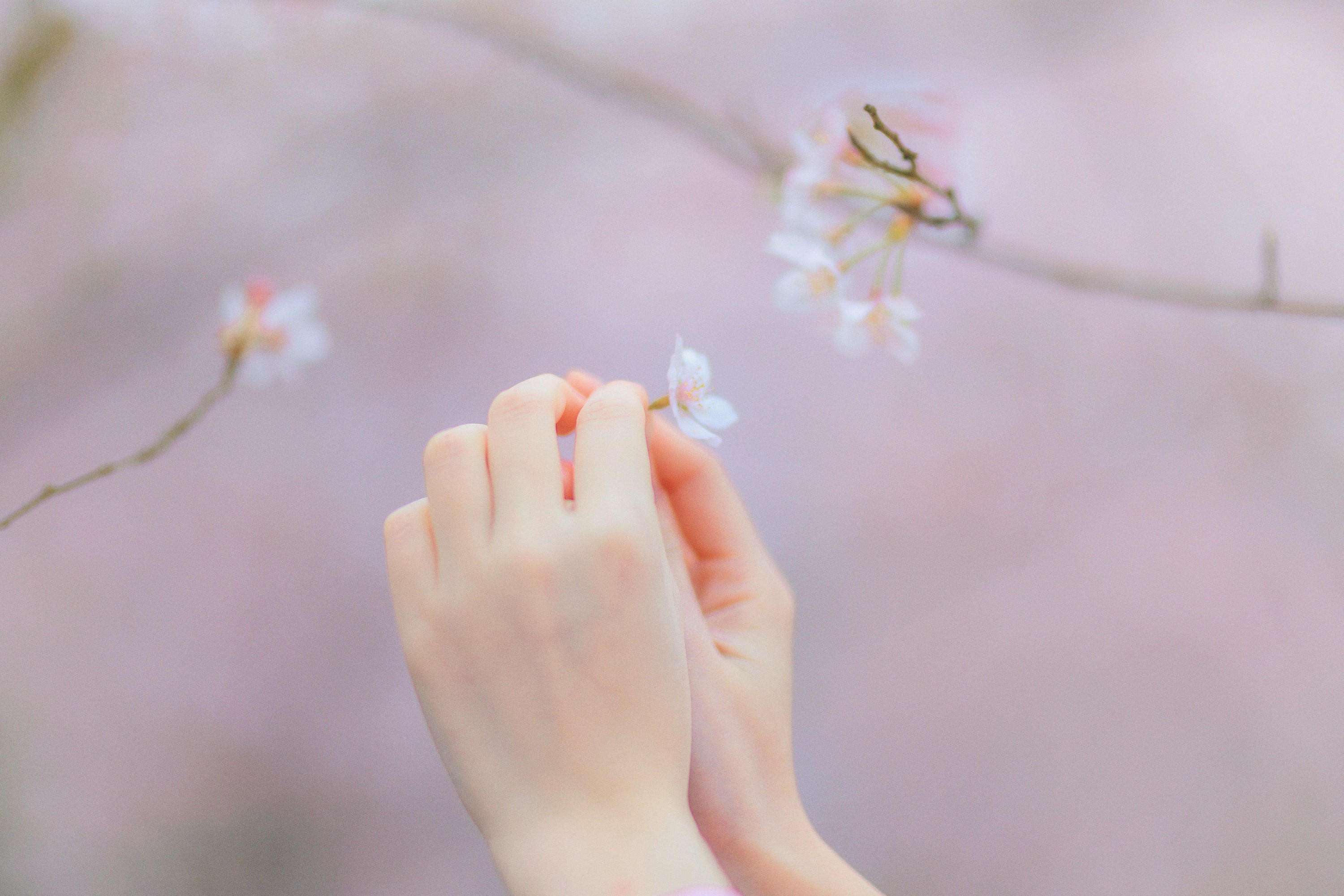 猫夏小卡 – 《樱の物语》[33P]