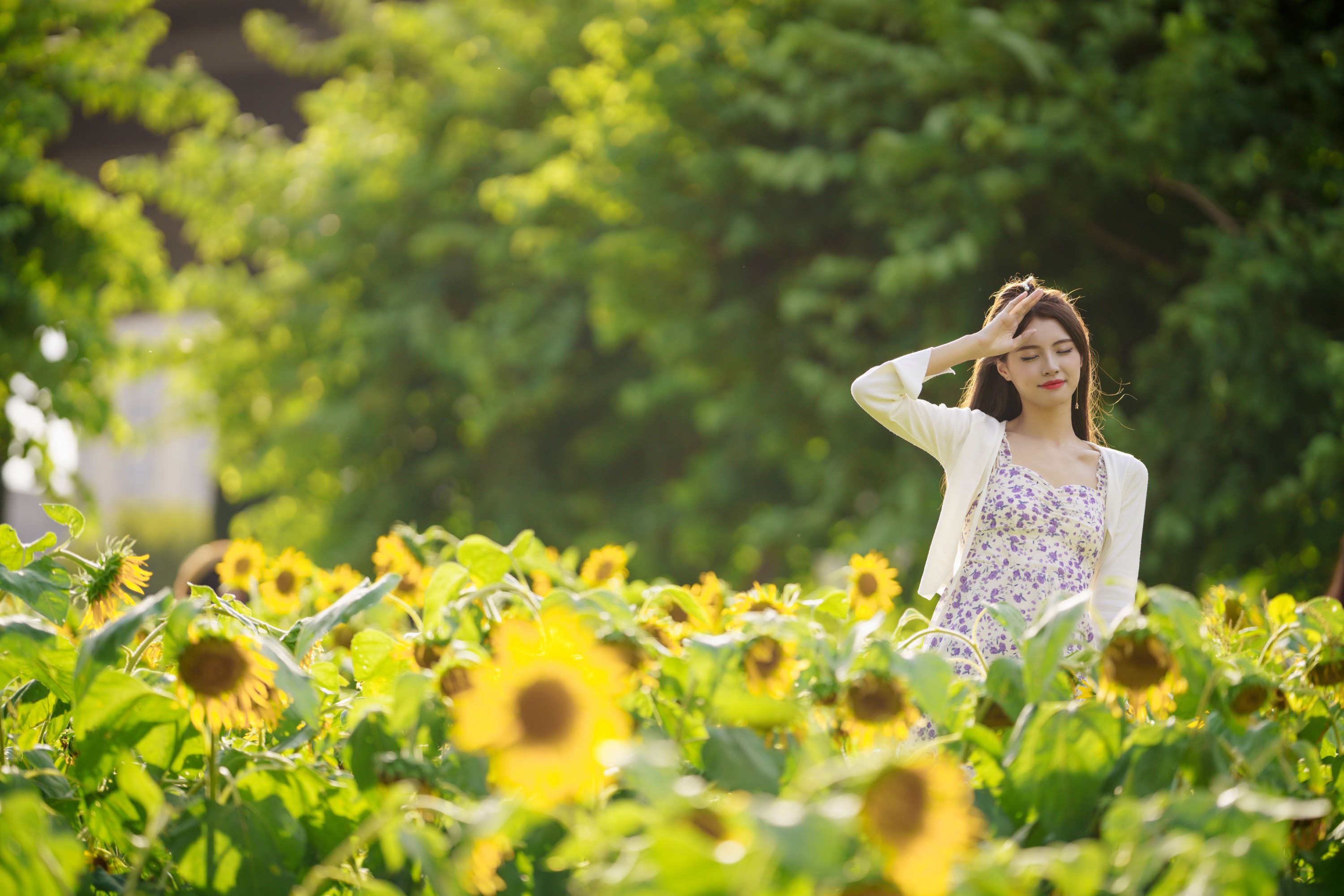滕静 – 《向日葵花海》[31P]