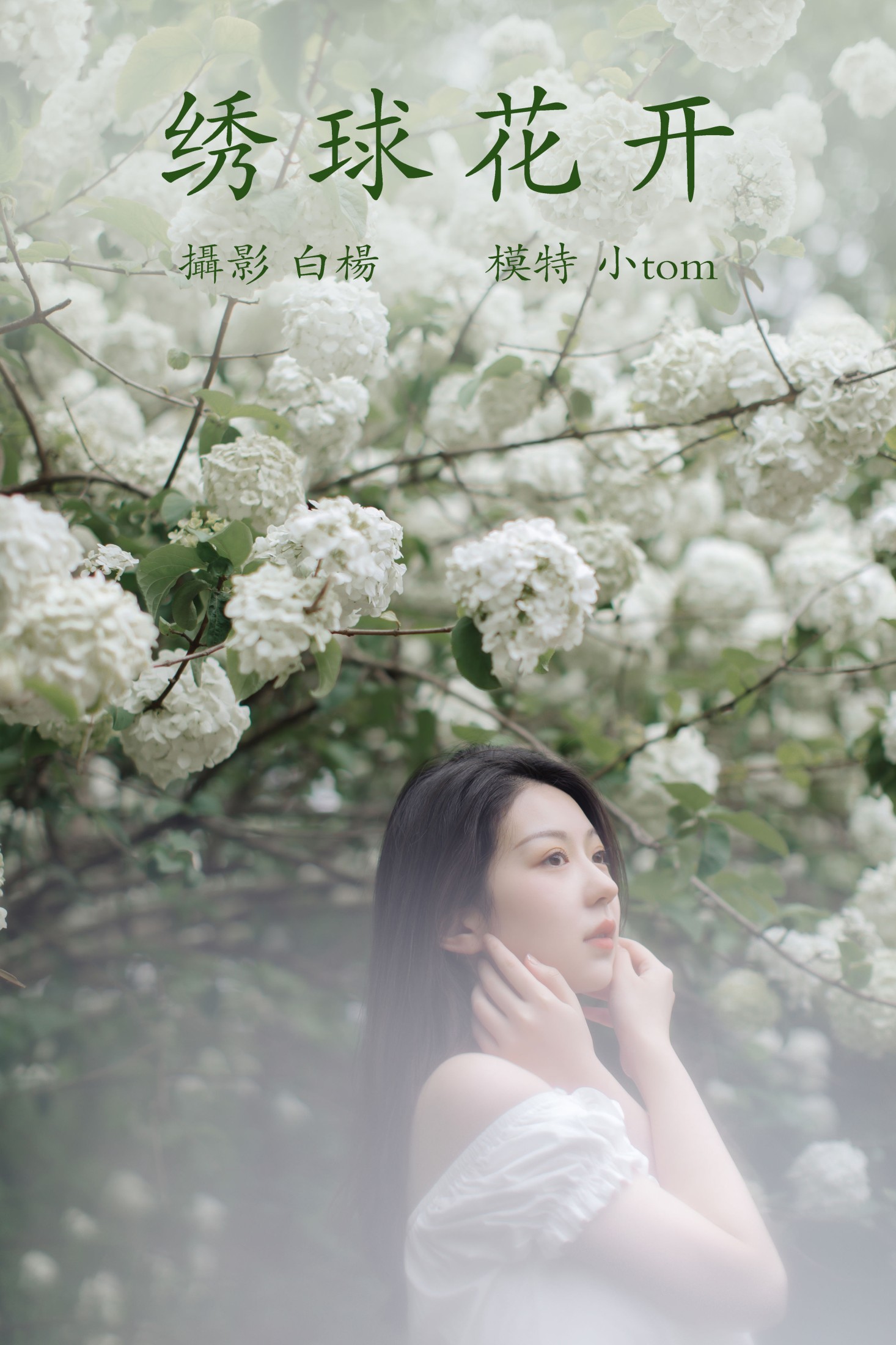绣球花开