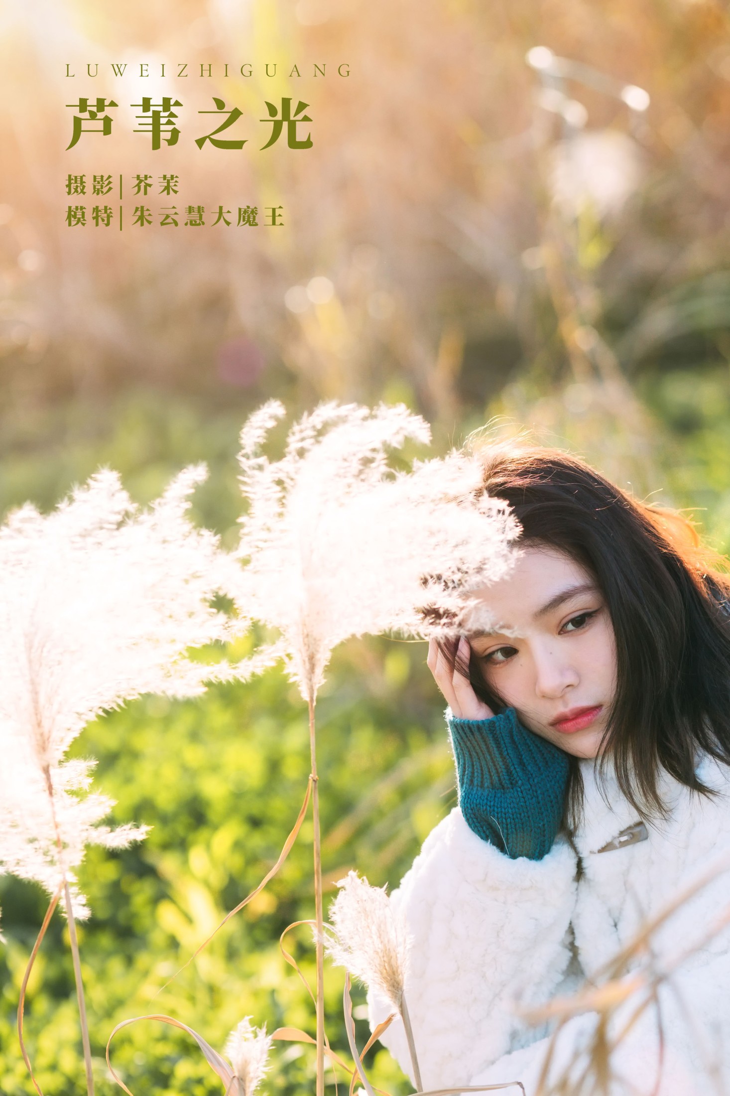 芦苇之光