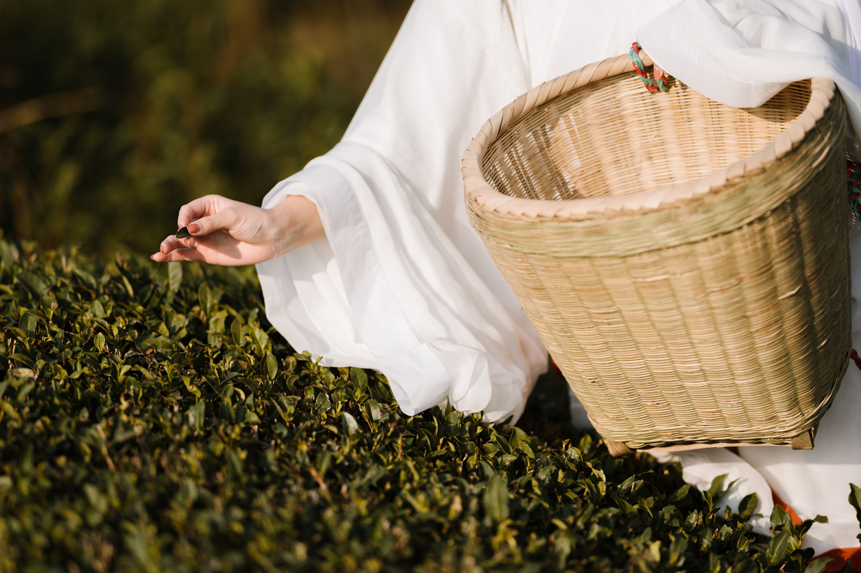 藏茗茗茗茗 – 《采茶》[31P]