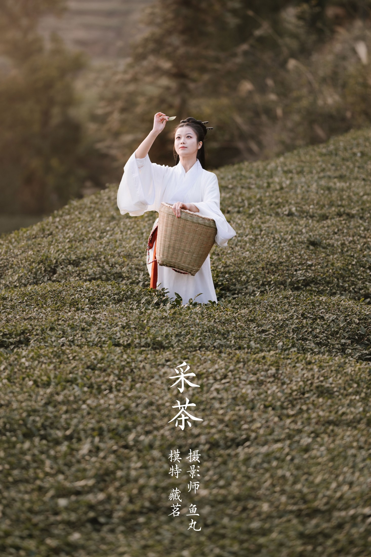 采茶