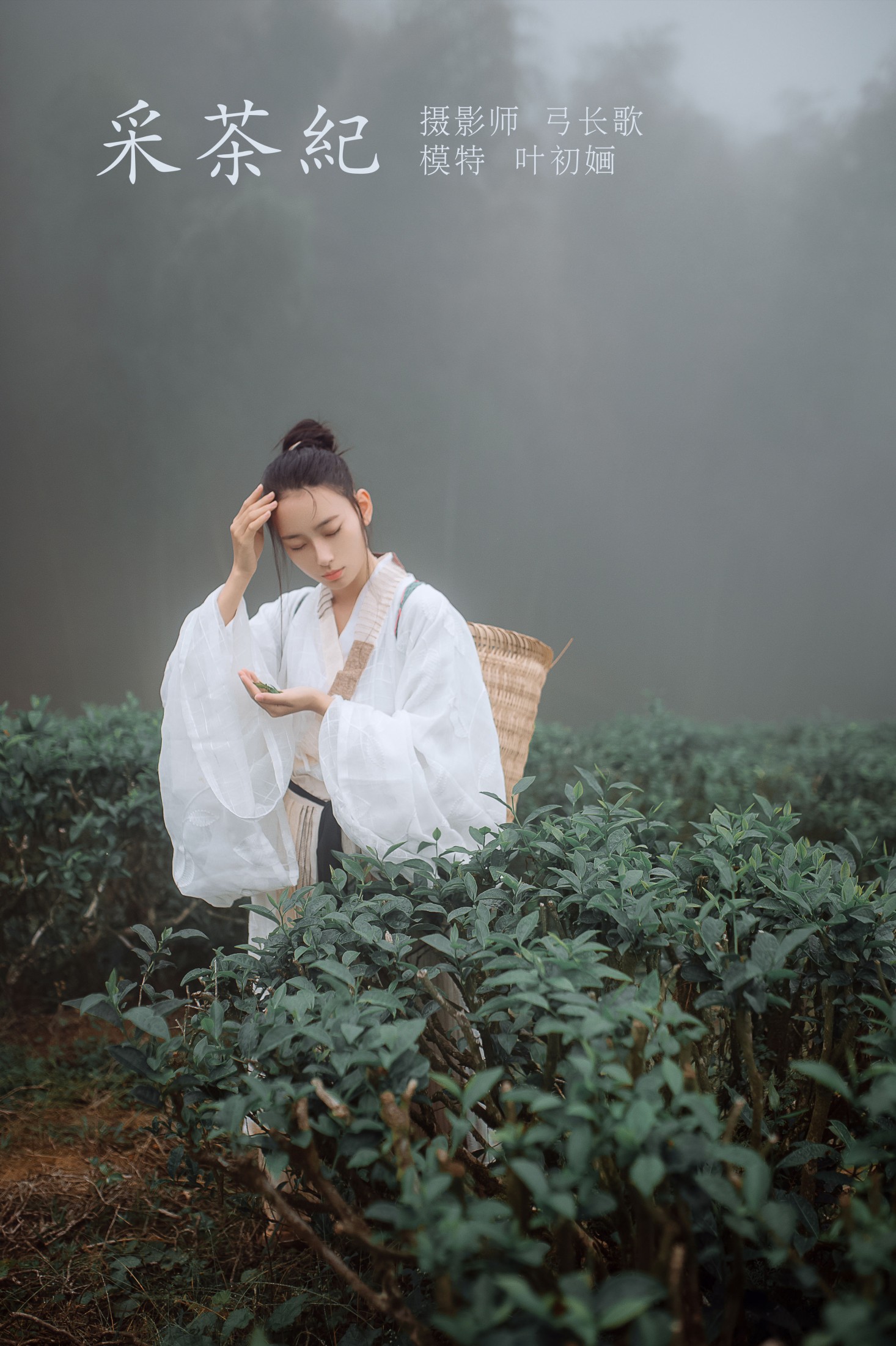 采茶纪
