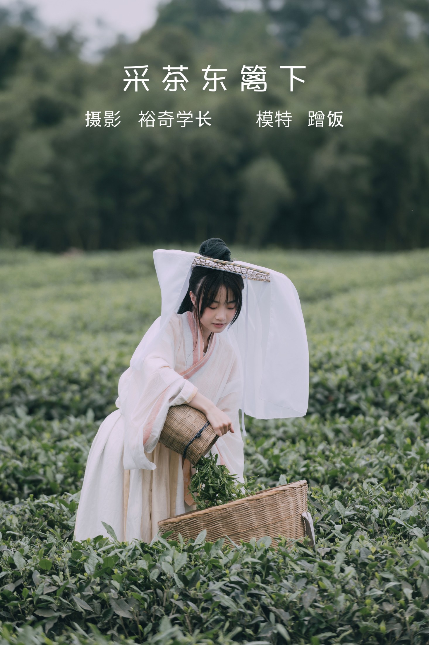 采茶东篱下