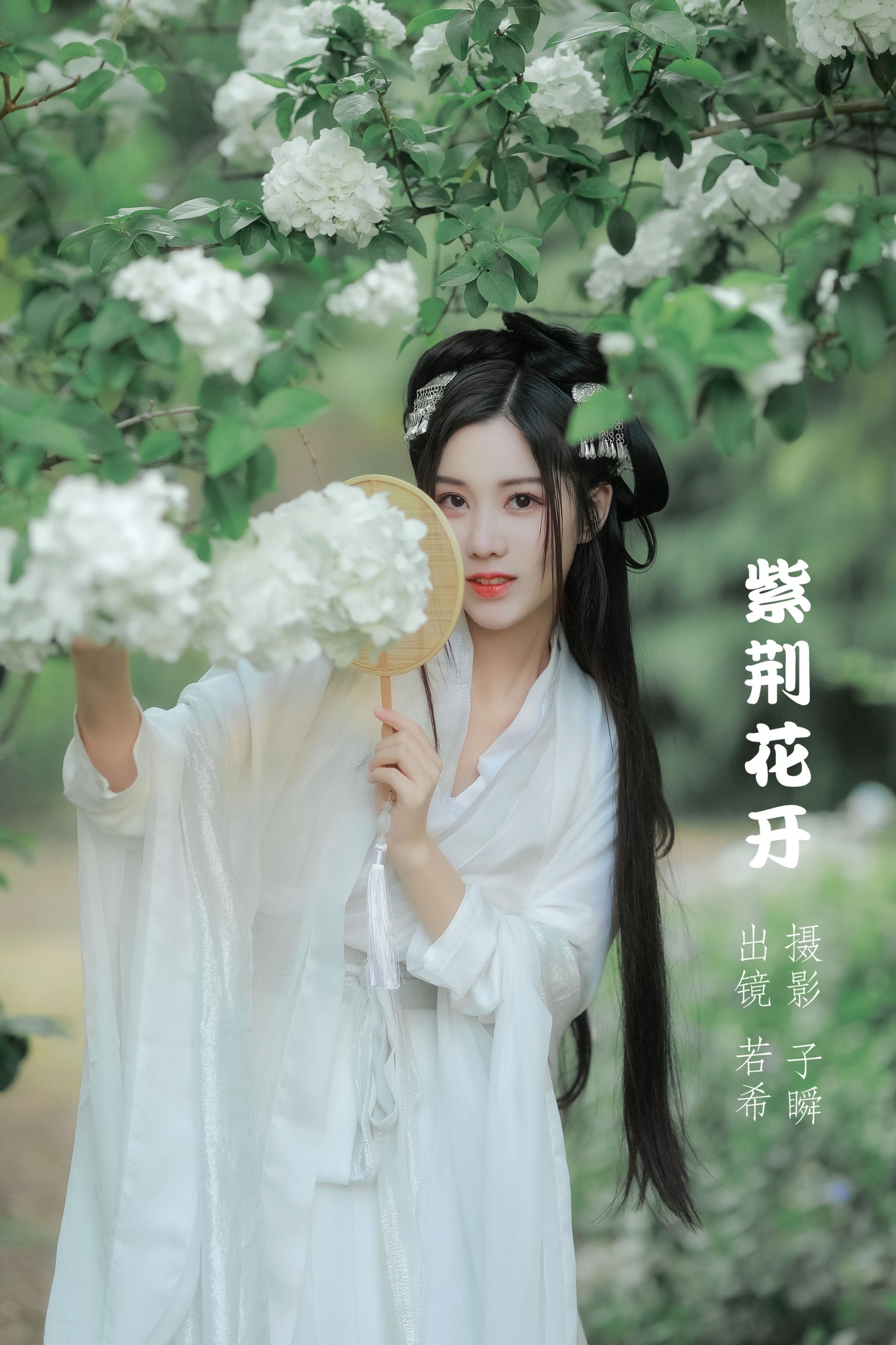 紫荆花开