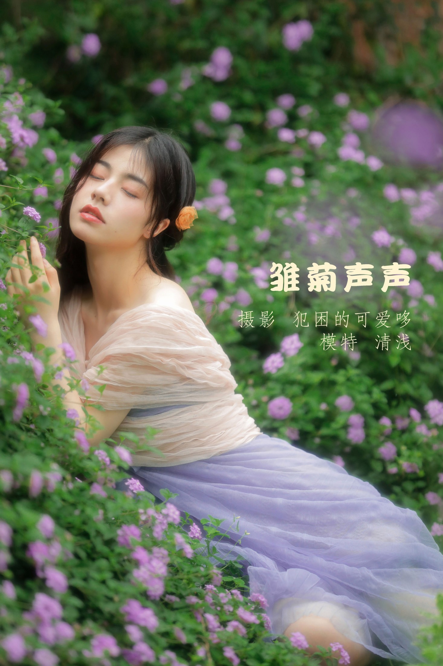 雏菊声声