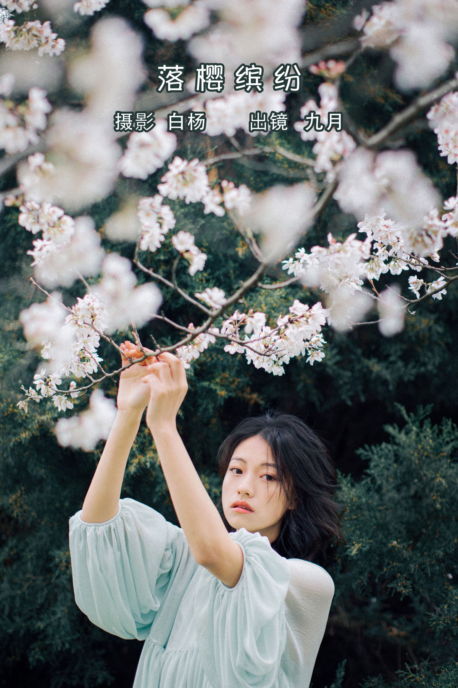 落樱缤纷