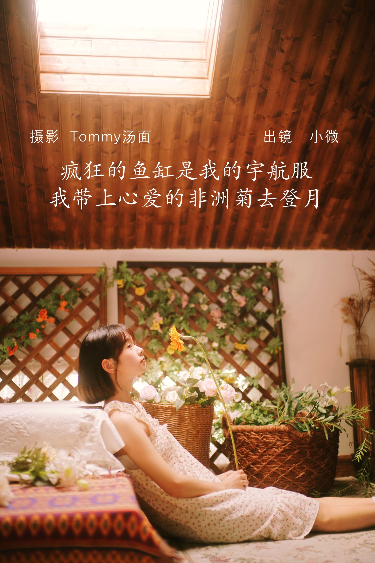 疯狂的鱼缸是我的宇航服,我带上心爱的非洲菊去登月