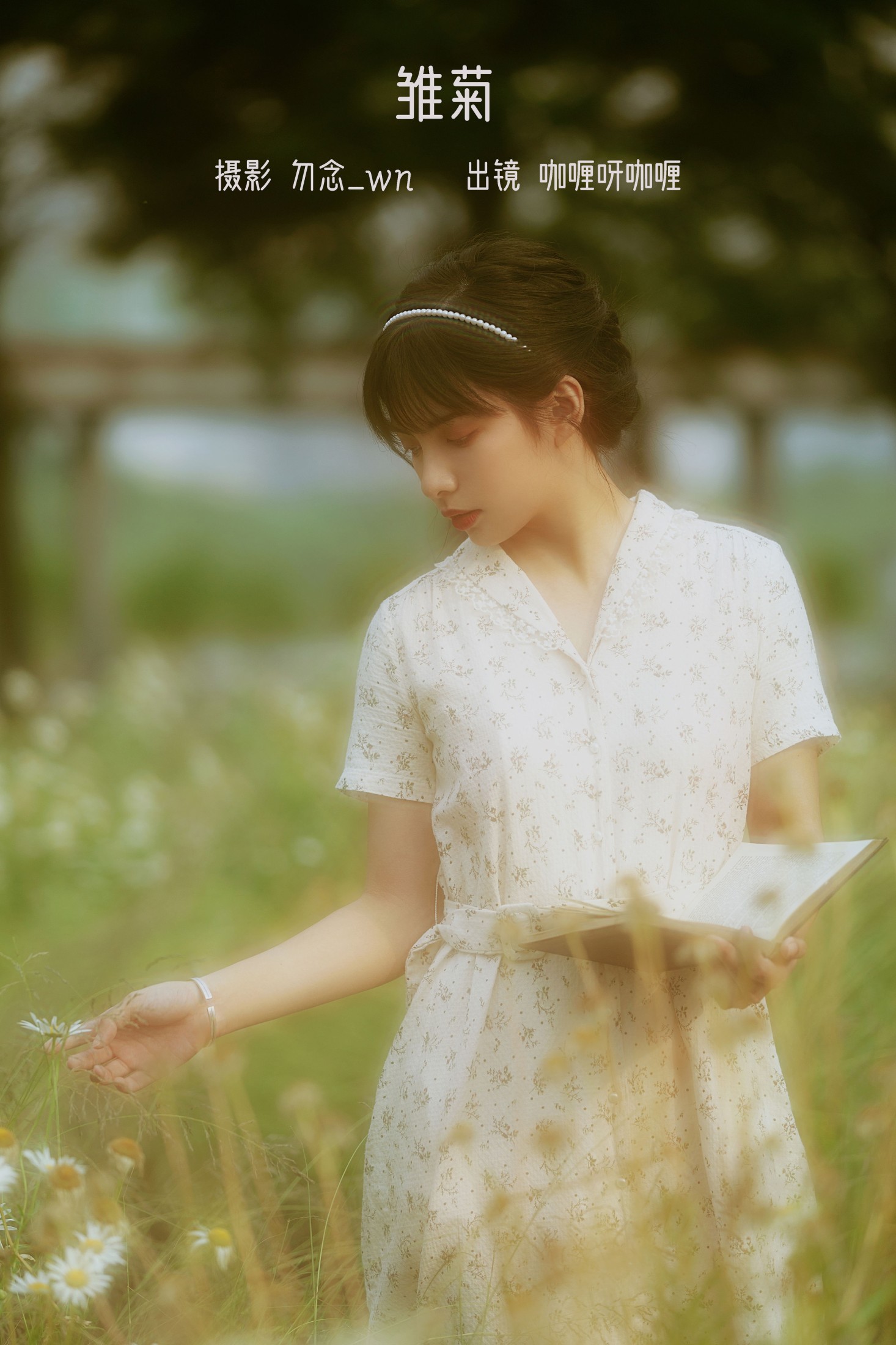 雏菊