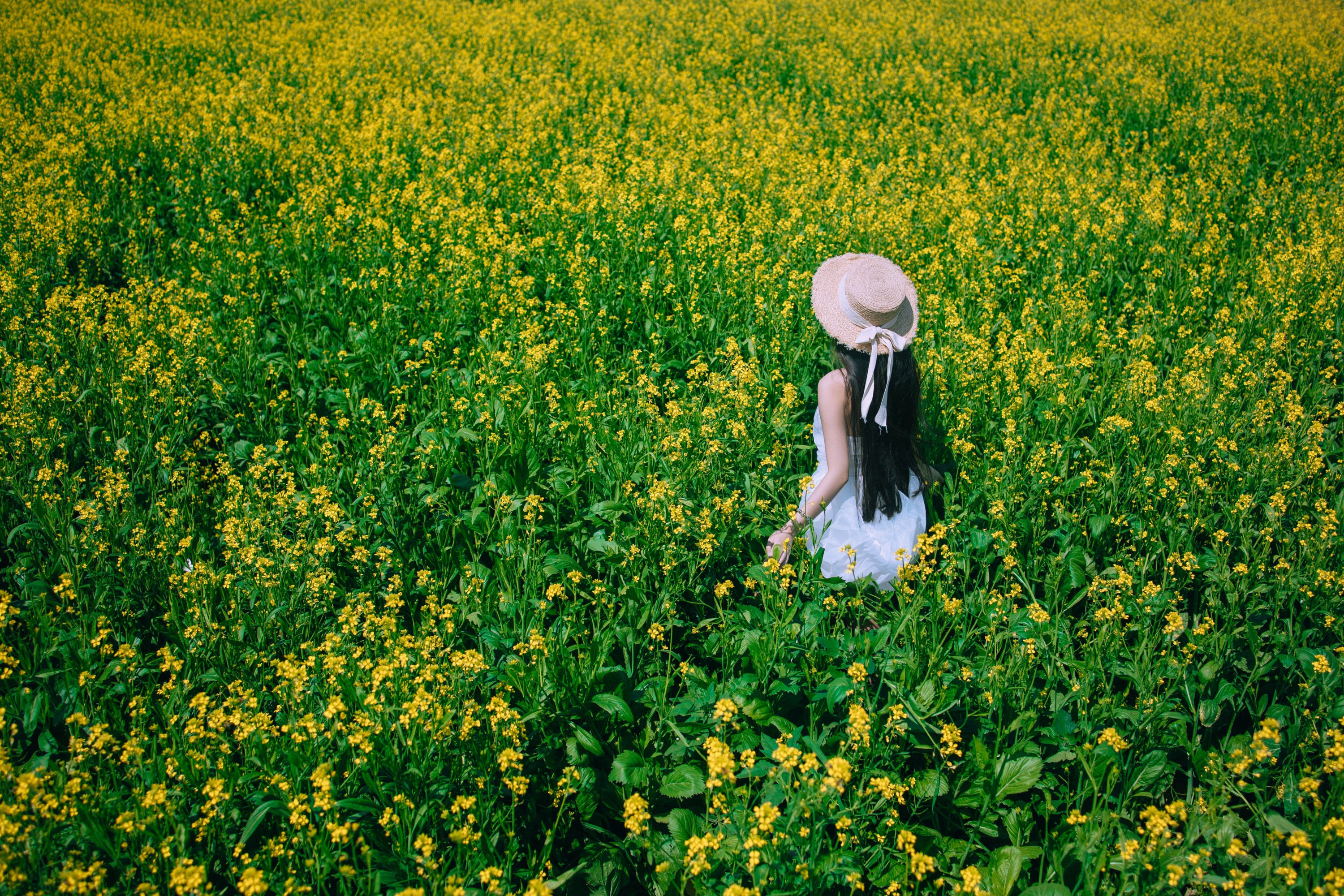 四月羊大冒险 – 《少女油菜花写真》[50P]