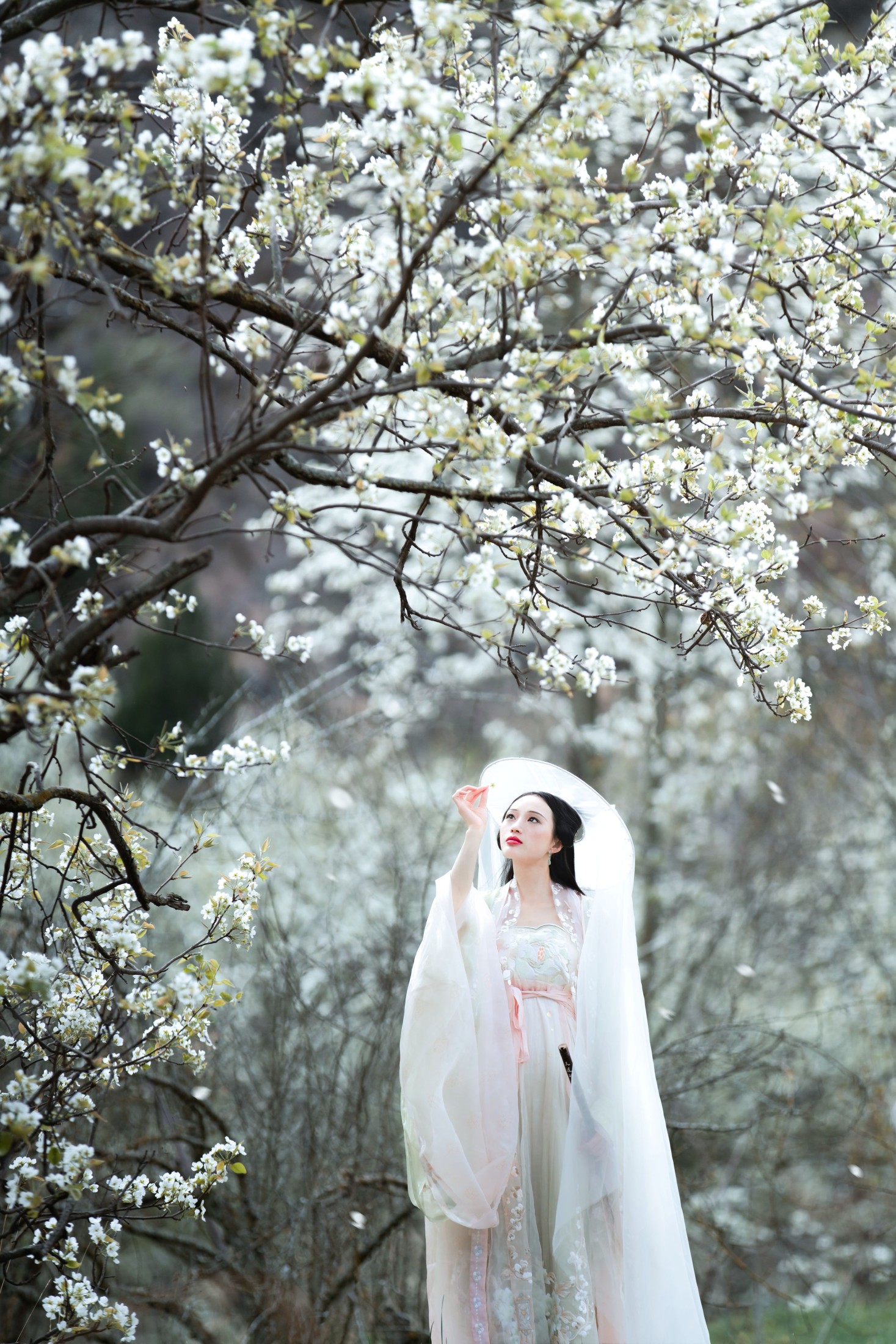 薇薇 – 《梨花意》[38P]