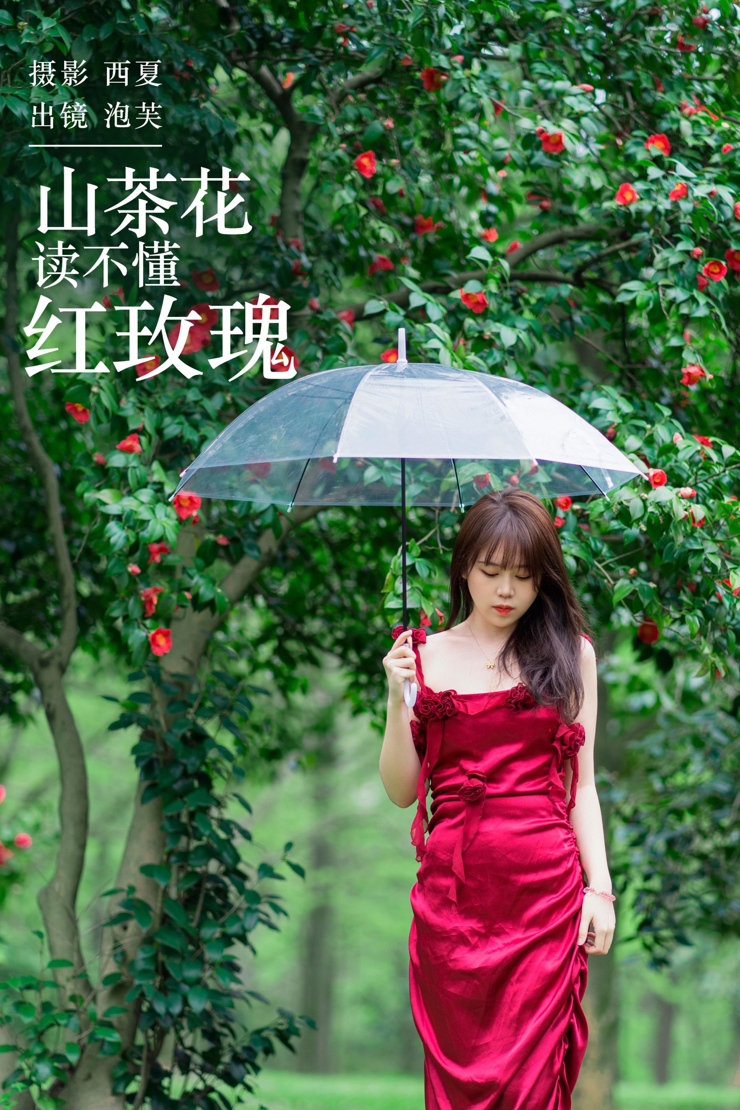 山茶花读不懂红玫瑰