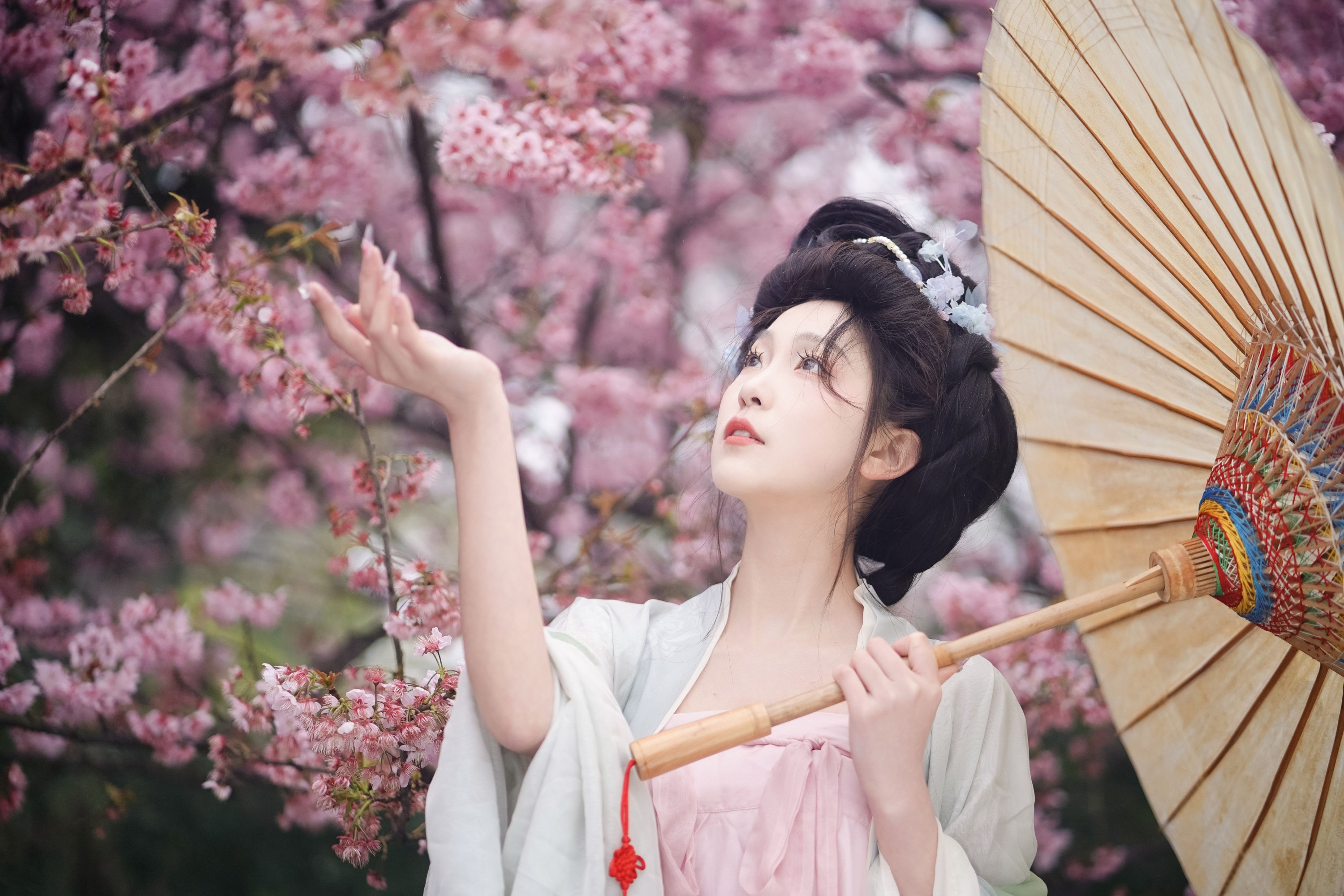 树芊忆 – 《春樱》[23P]