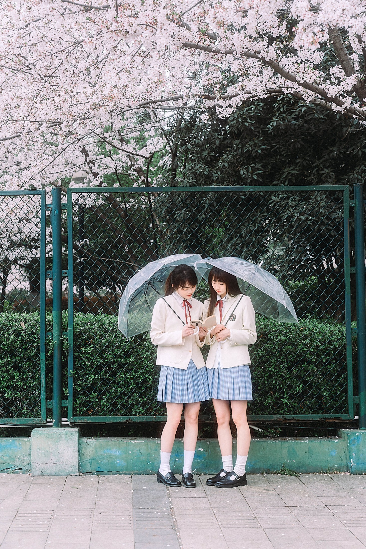 一口点心 炸藕夹 – 《春日华尔兹》[20P]