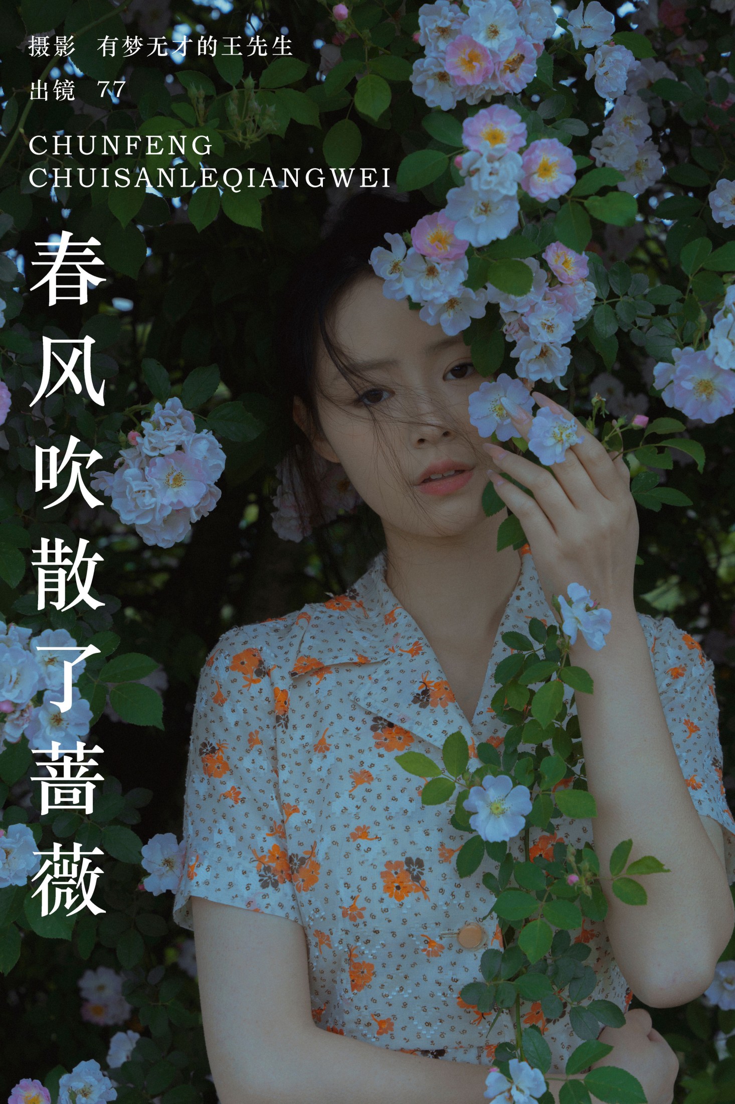 春风吹散了蔷薇