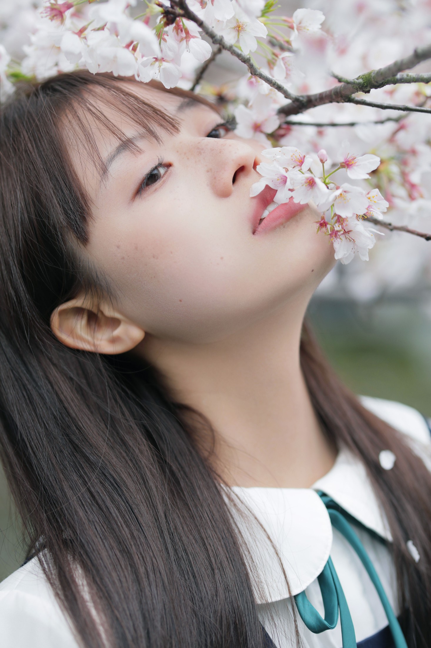 春日礼赞