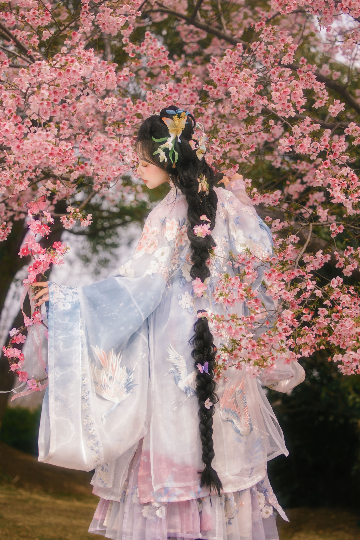 樱花雨