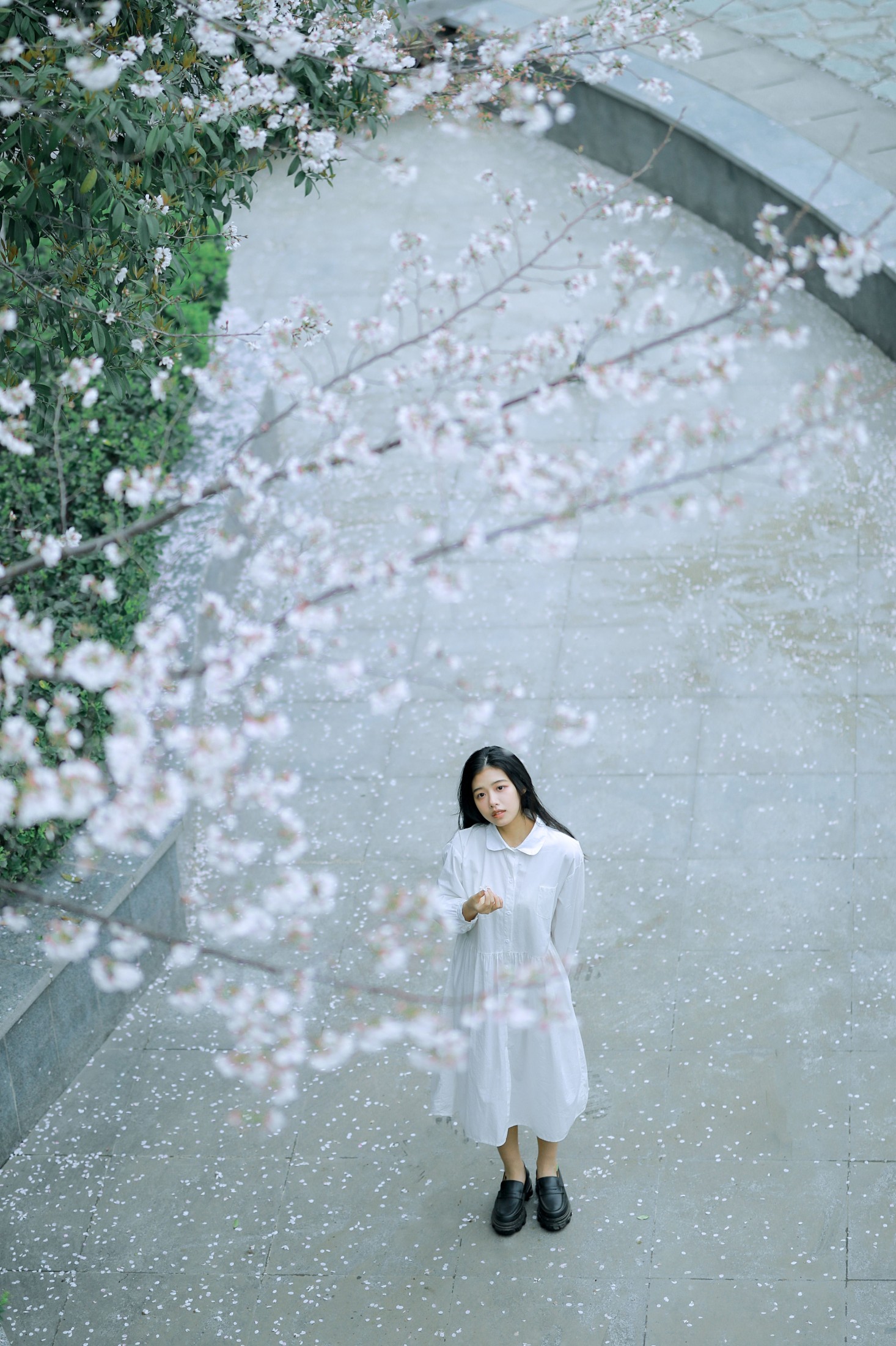 樱花少女