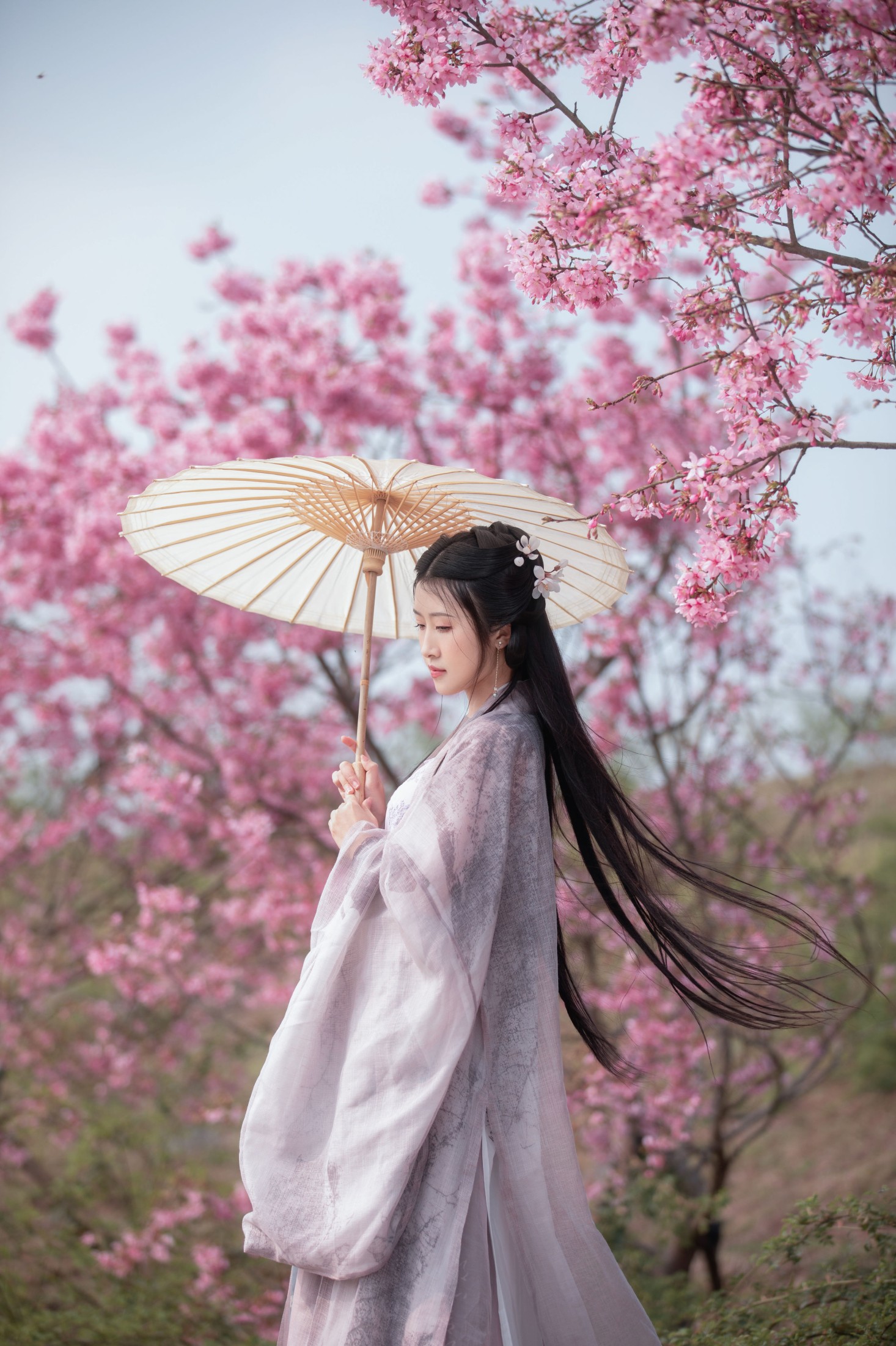 秋雨 – 《春樱》[16P]