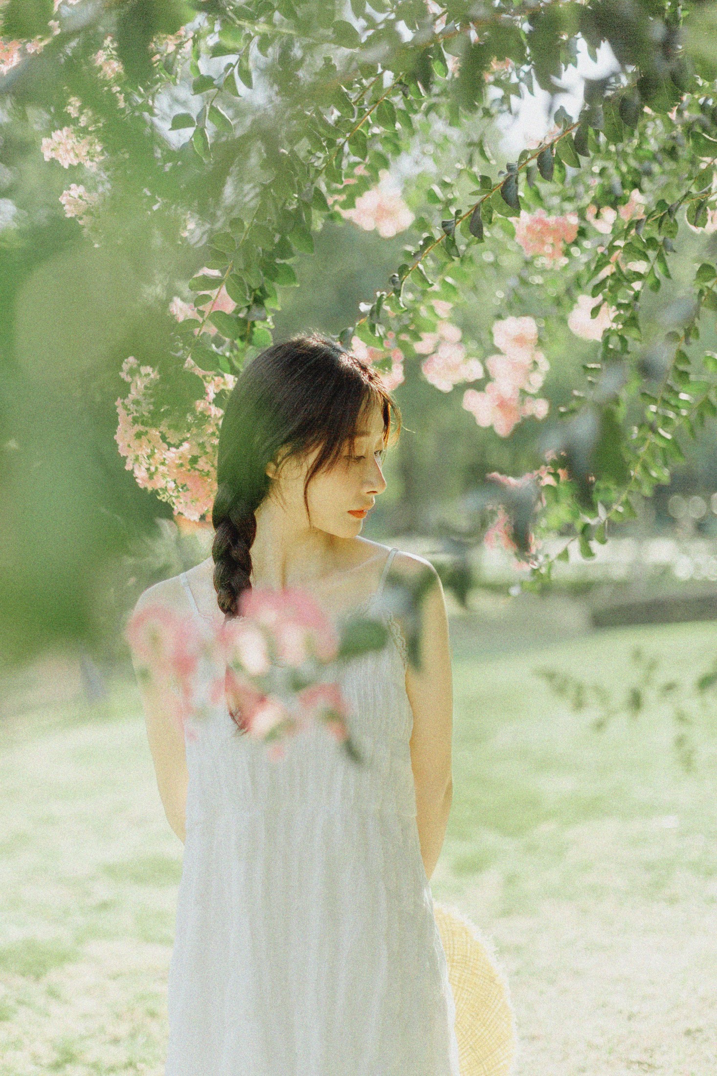 紫藤花开