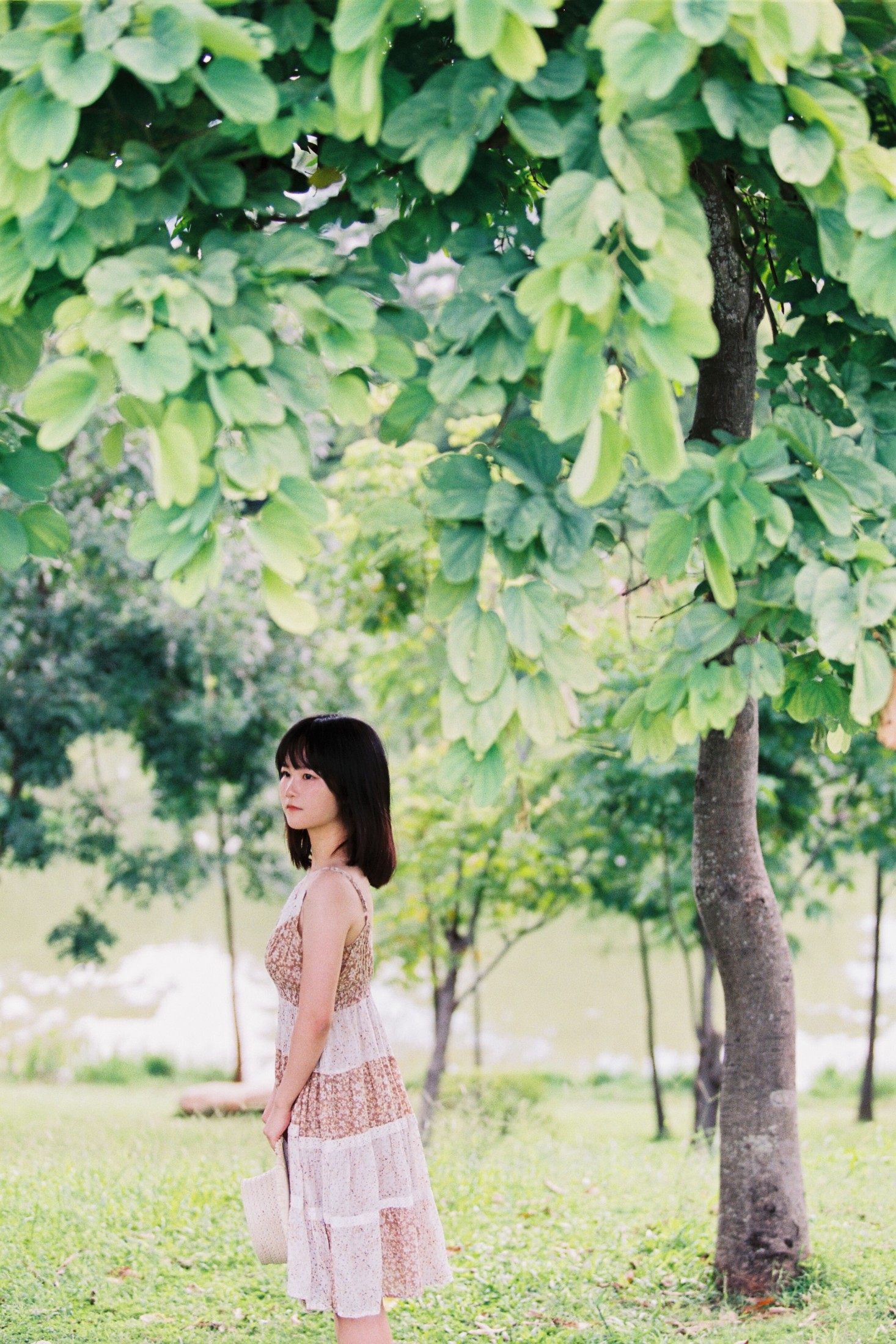 夏天的草地