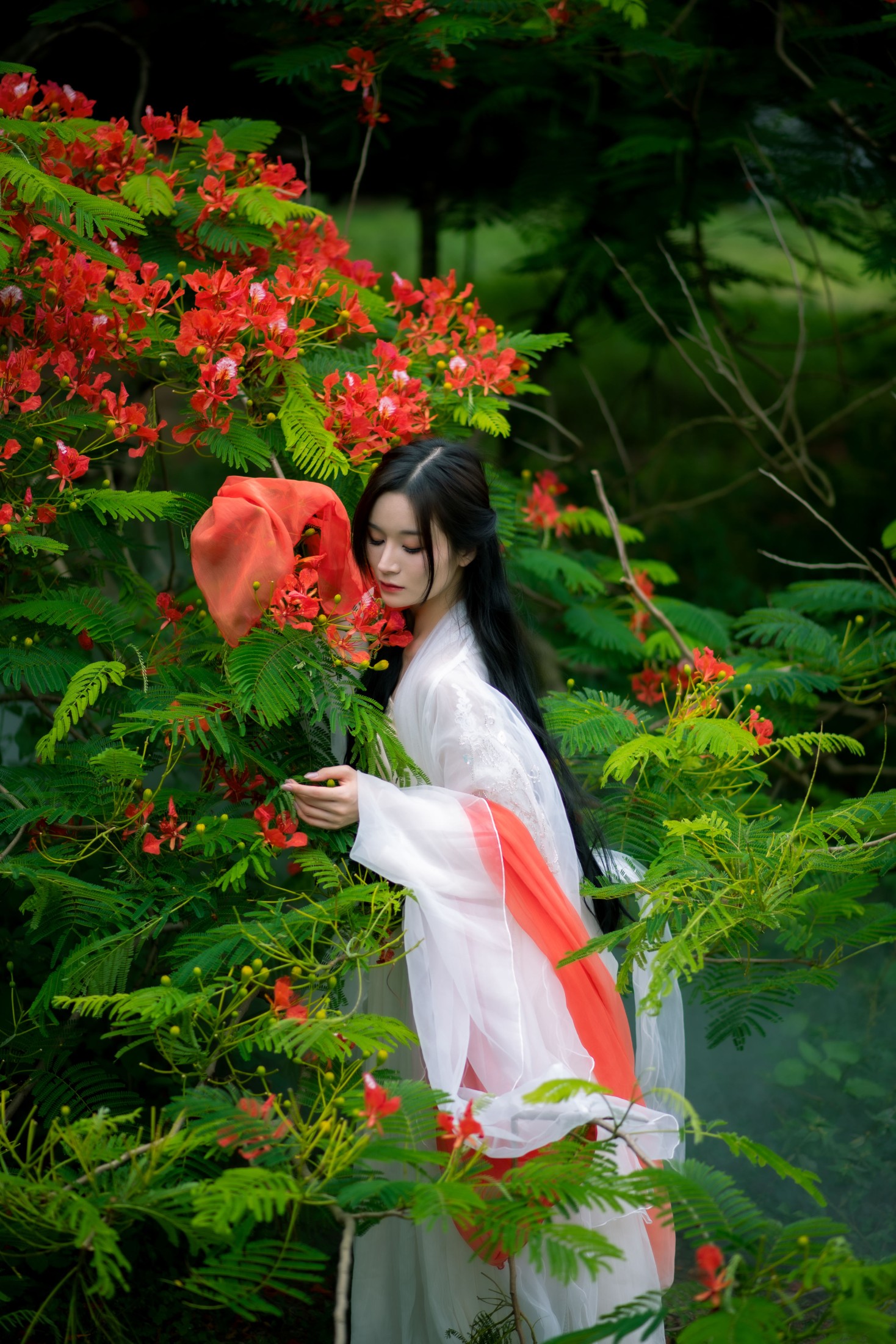 凤凰花开