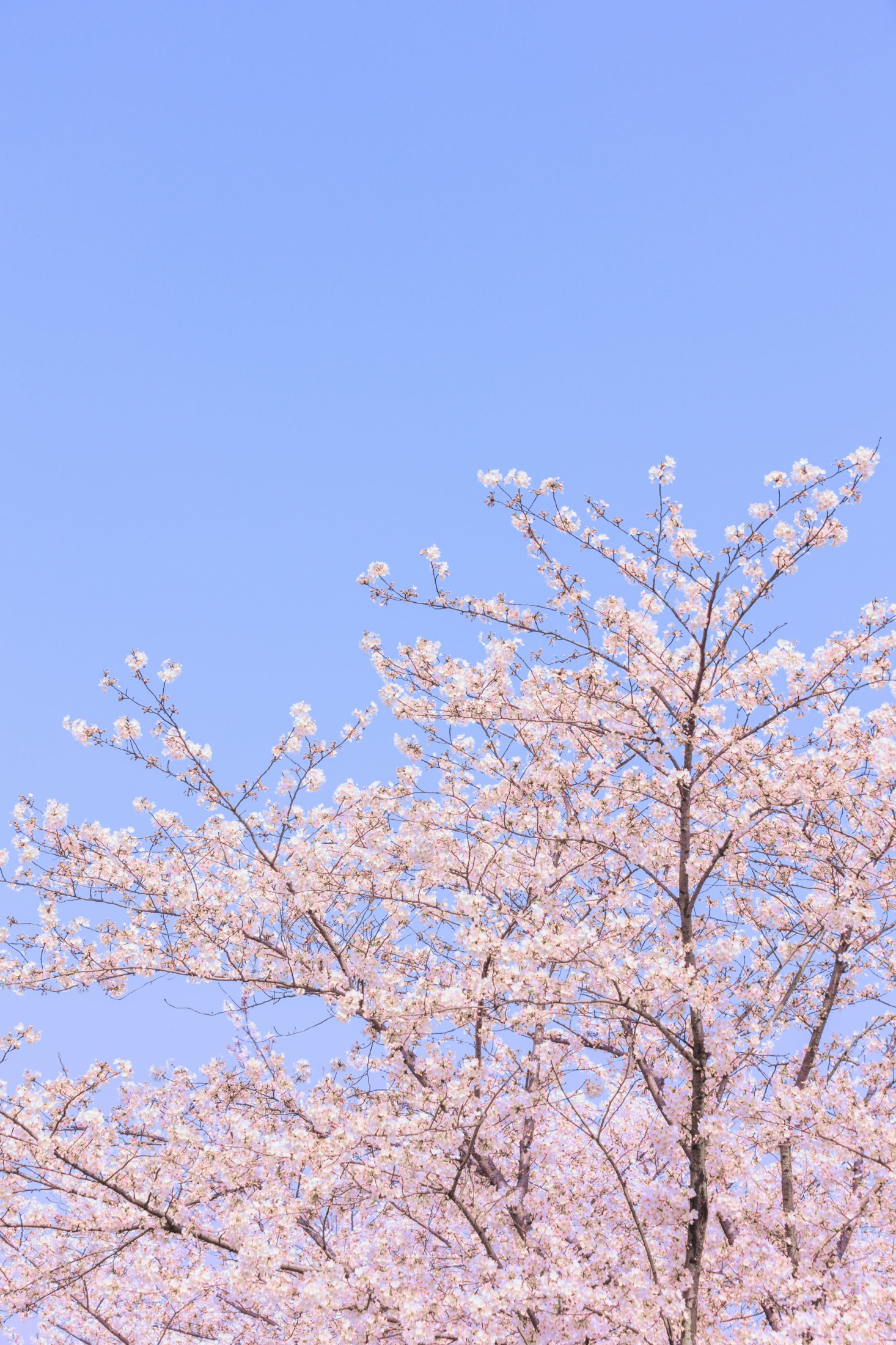 – 《辰山植物园樱花》[27P]