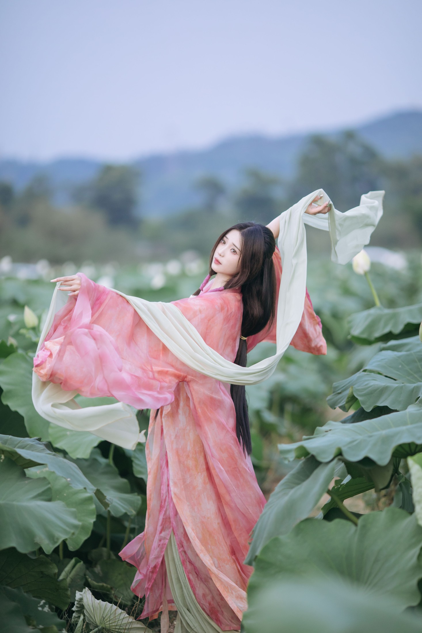 晚风吹倒荷花叶