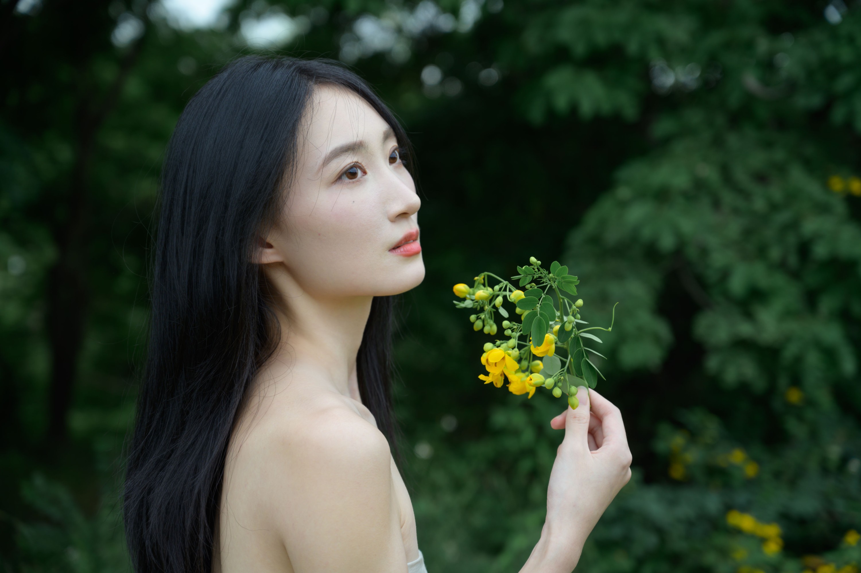 黄槐花开