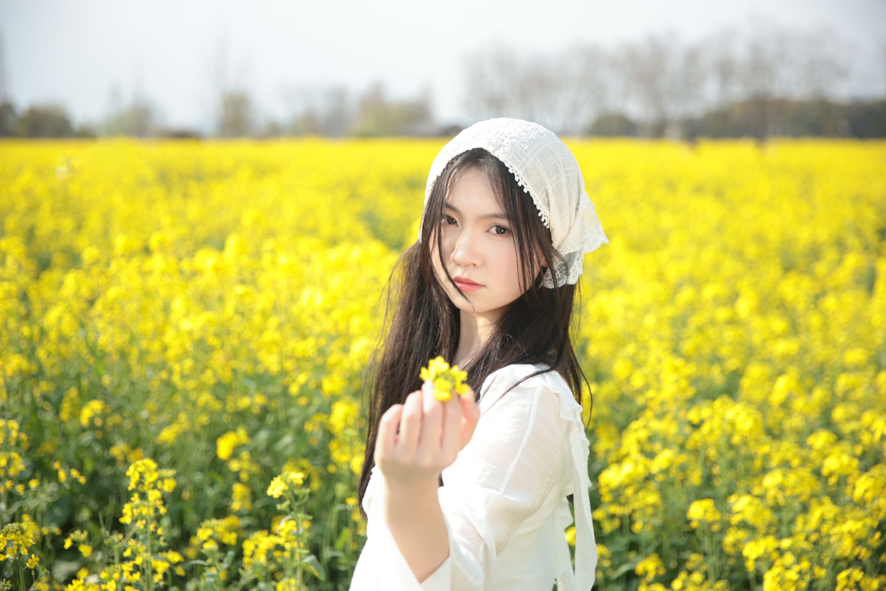 油菜花生命力