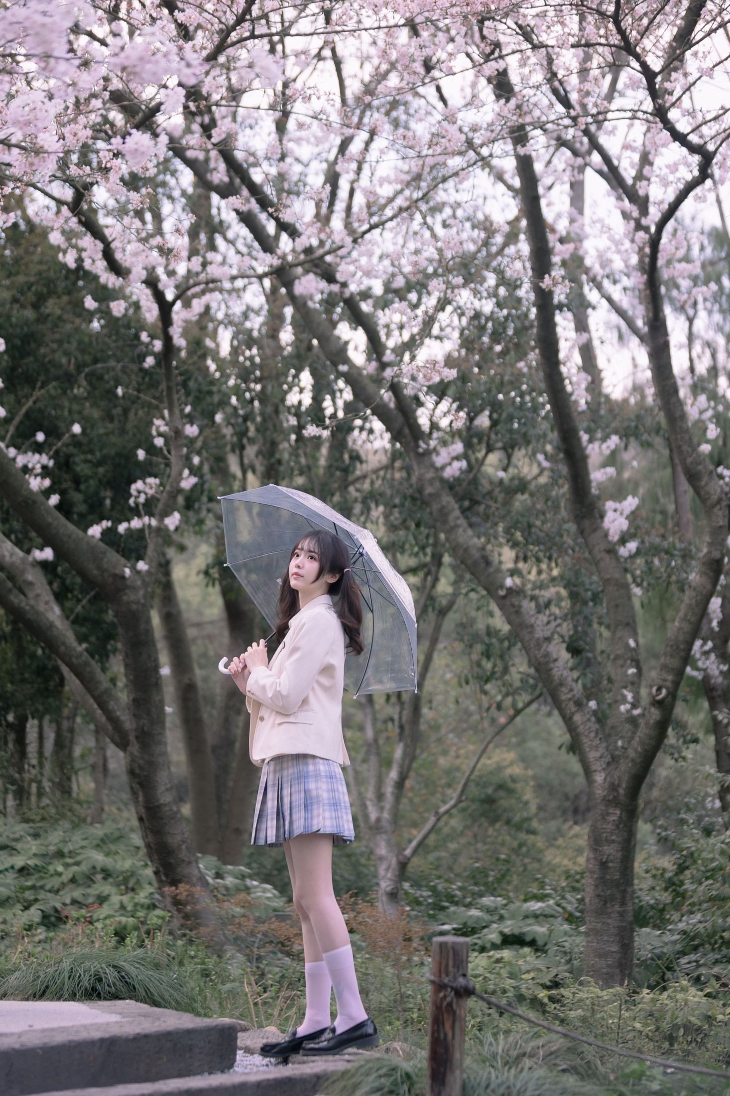 樱花树下的少女