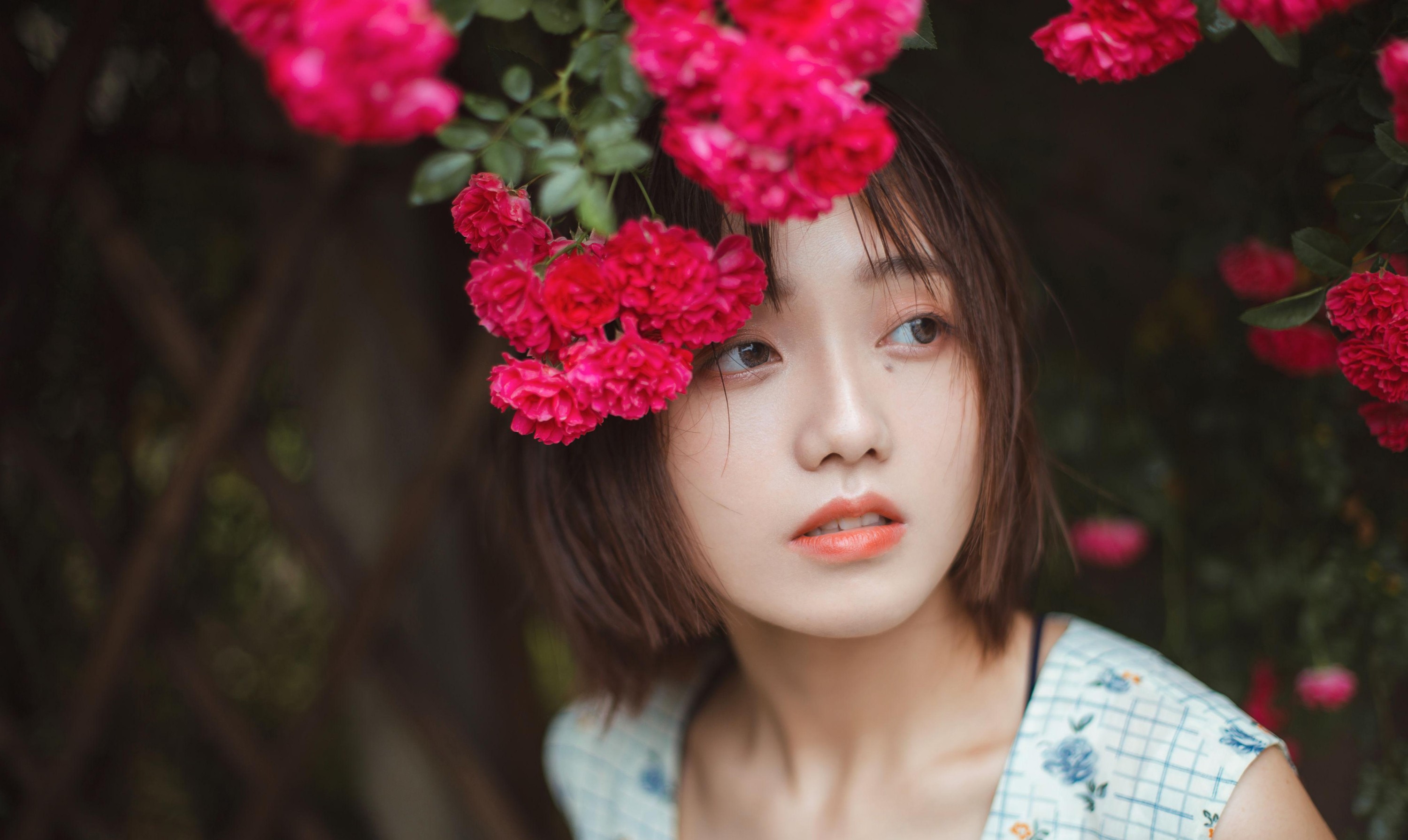 青雉