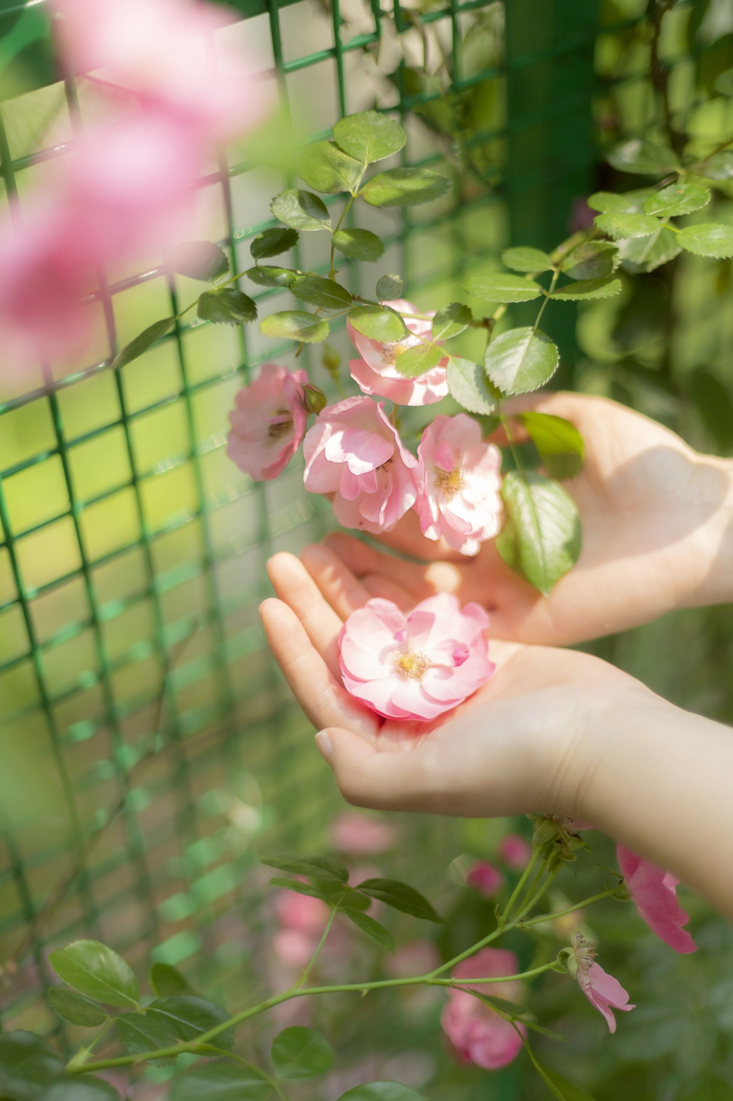 蔷薇花女孩