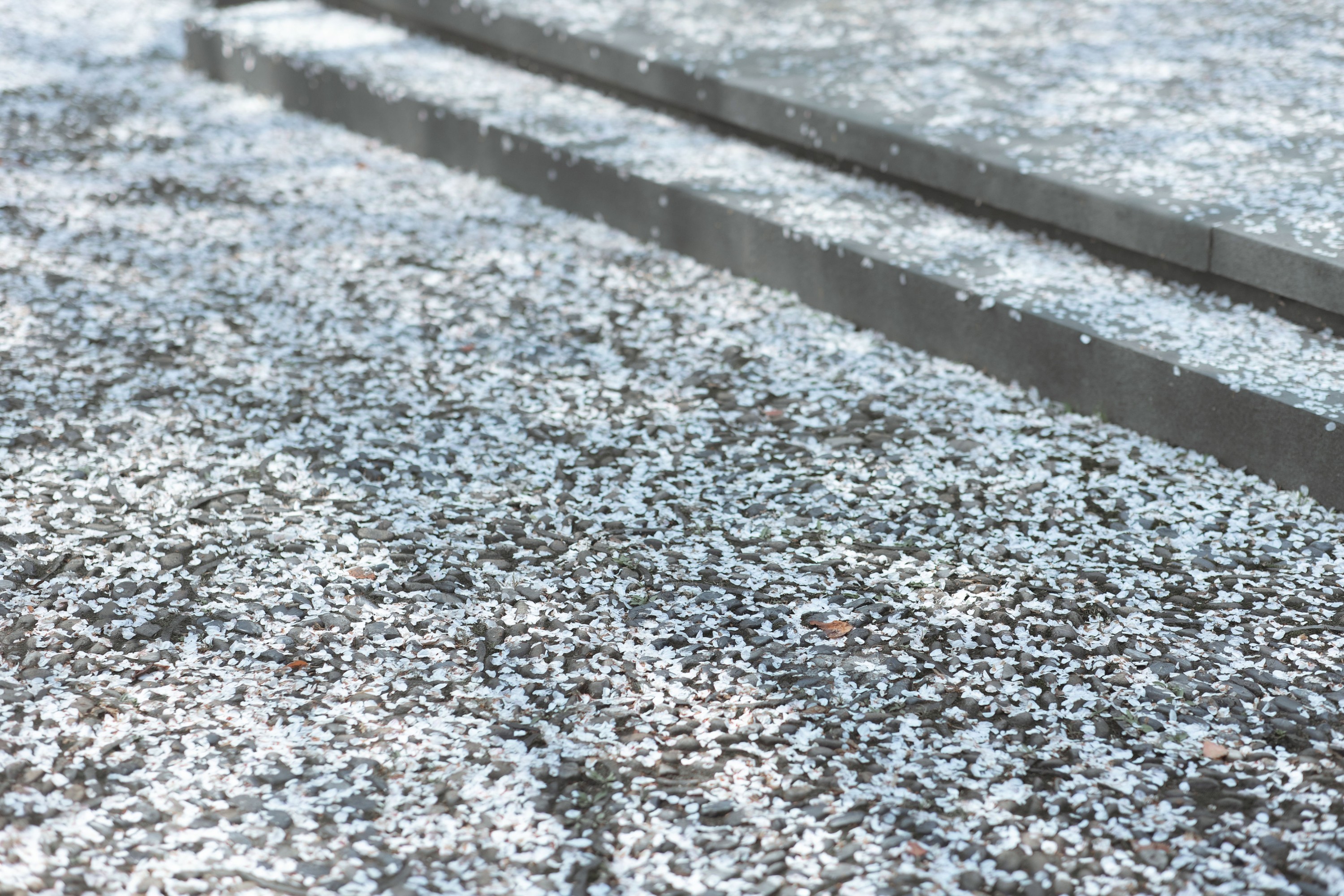 穆晏秋 – 《庭前雪》[21P]