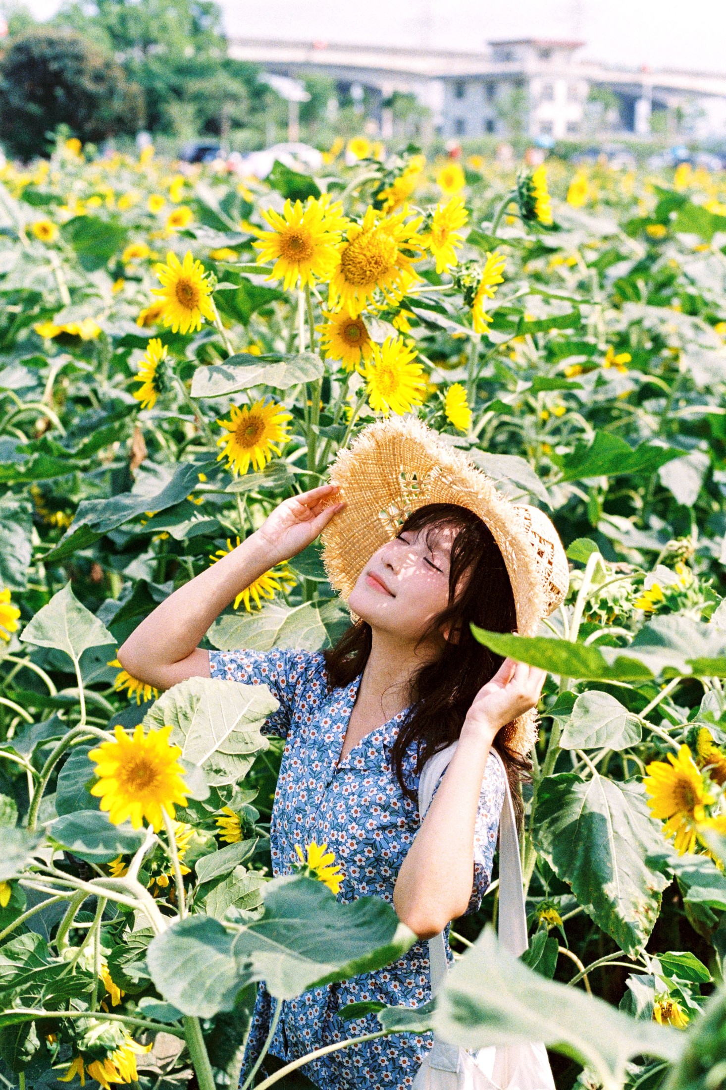 沐沐（约拍 – 《向日葵的花语》[18P]