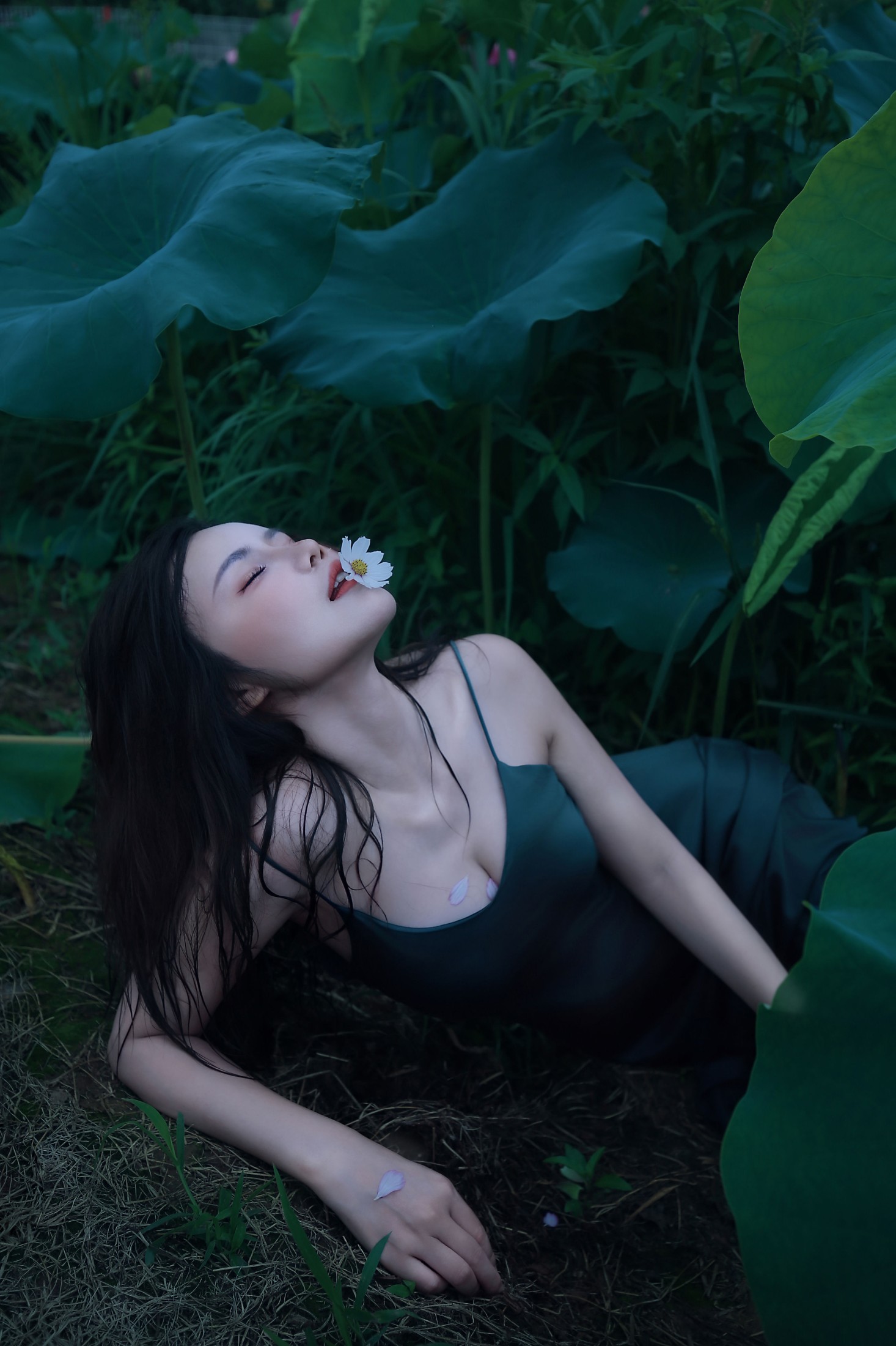 碧罗栽夏