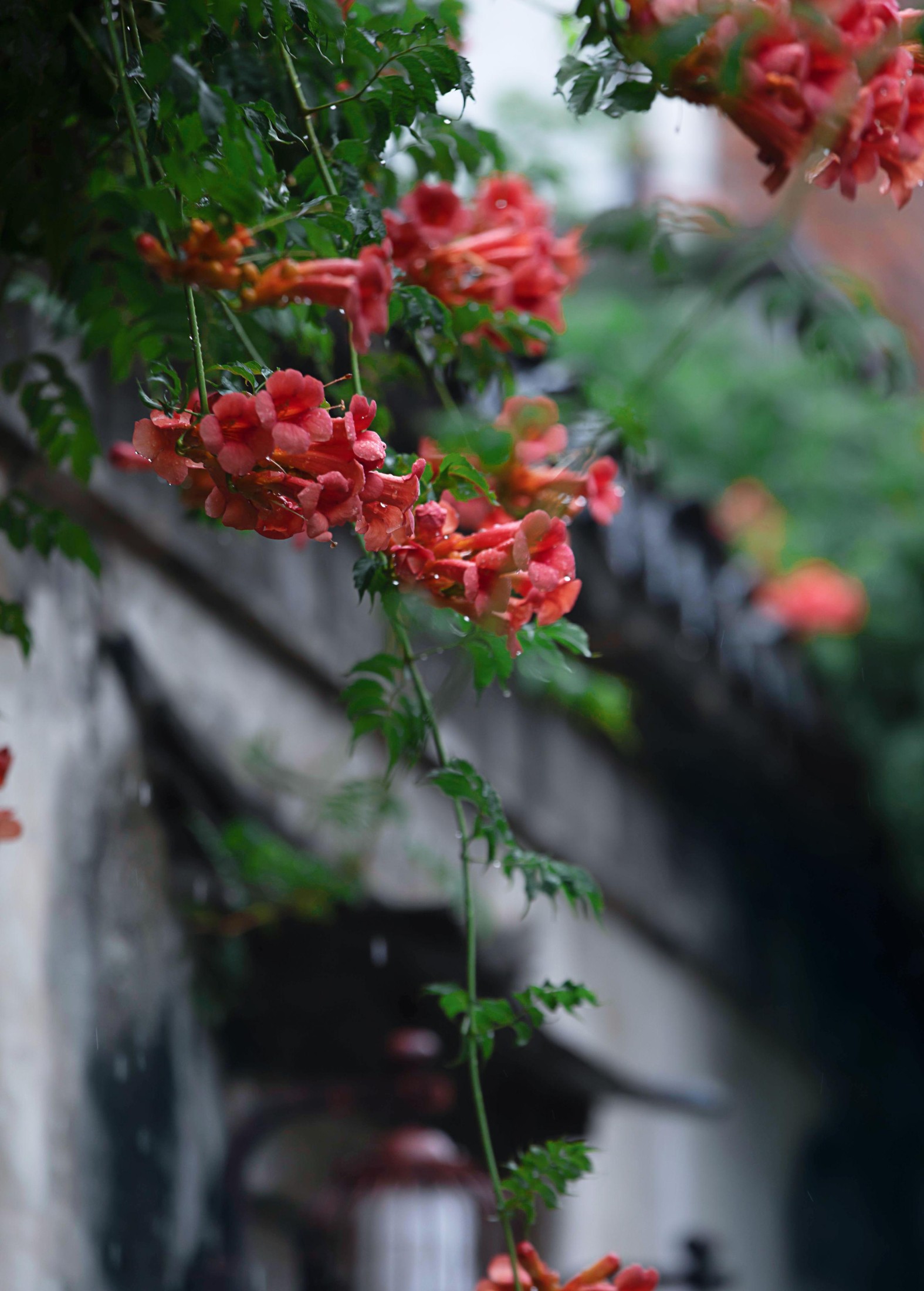 – 《老门东雨中的凌霄花》[19P]