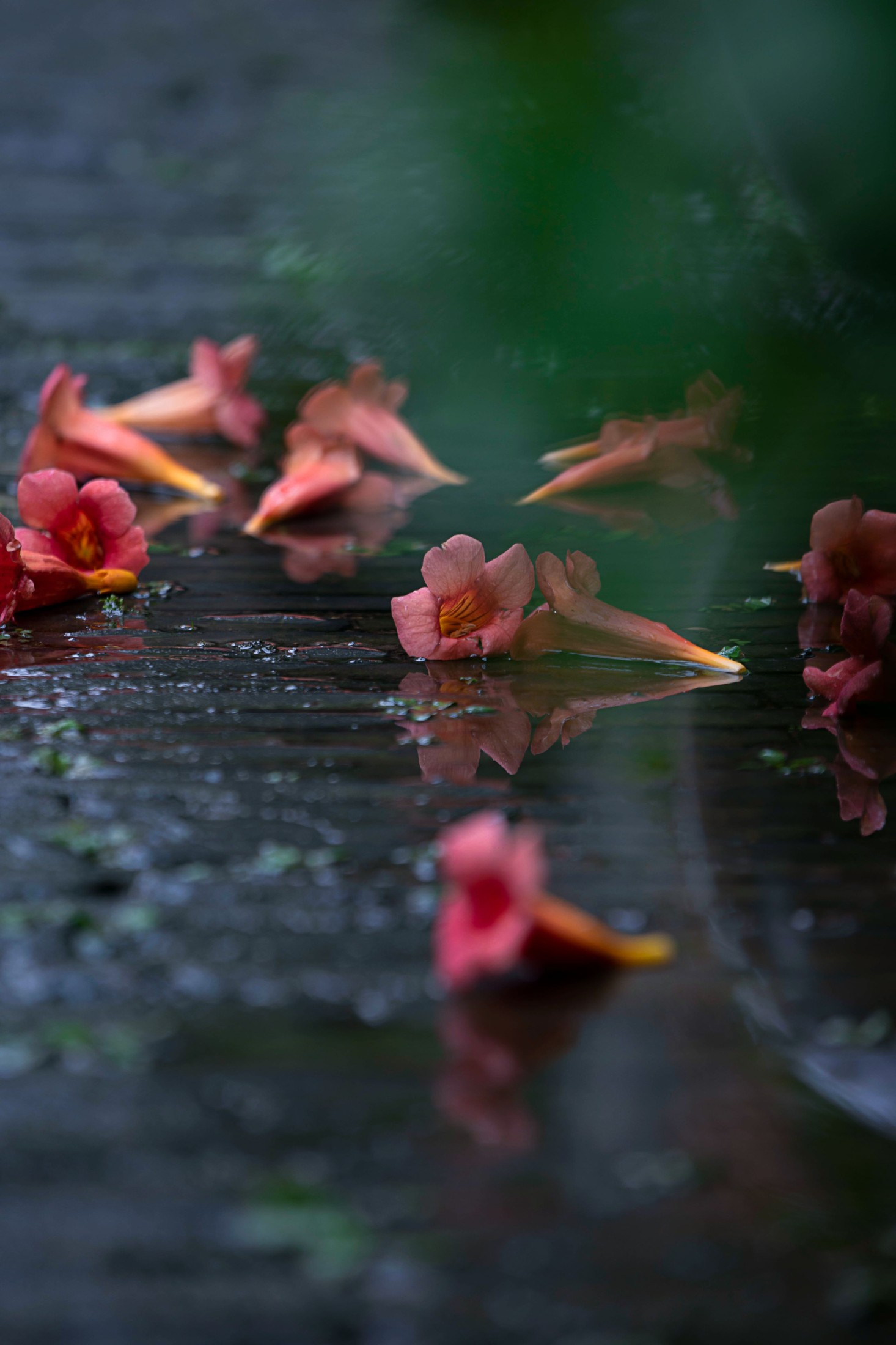 – 《老门东雨中的凌霄花》[19P]