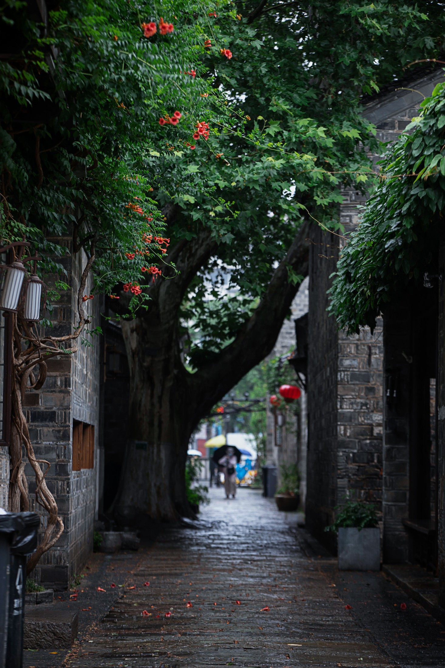 – 《老门东雨中的凌霄花》[19P]