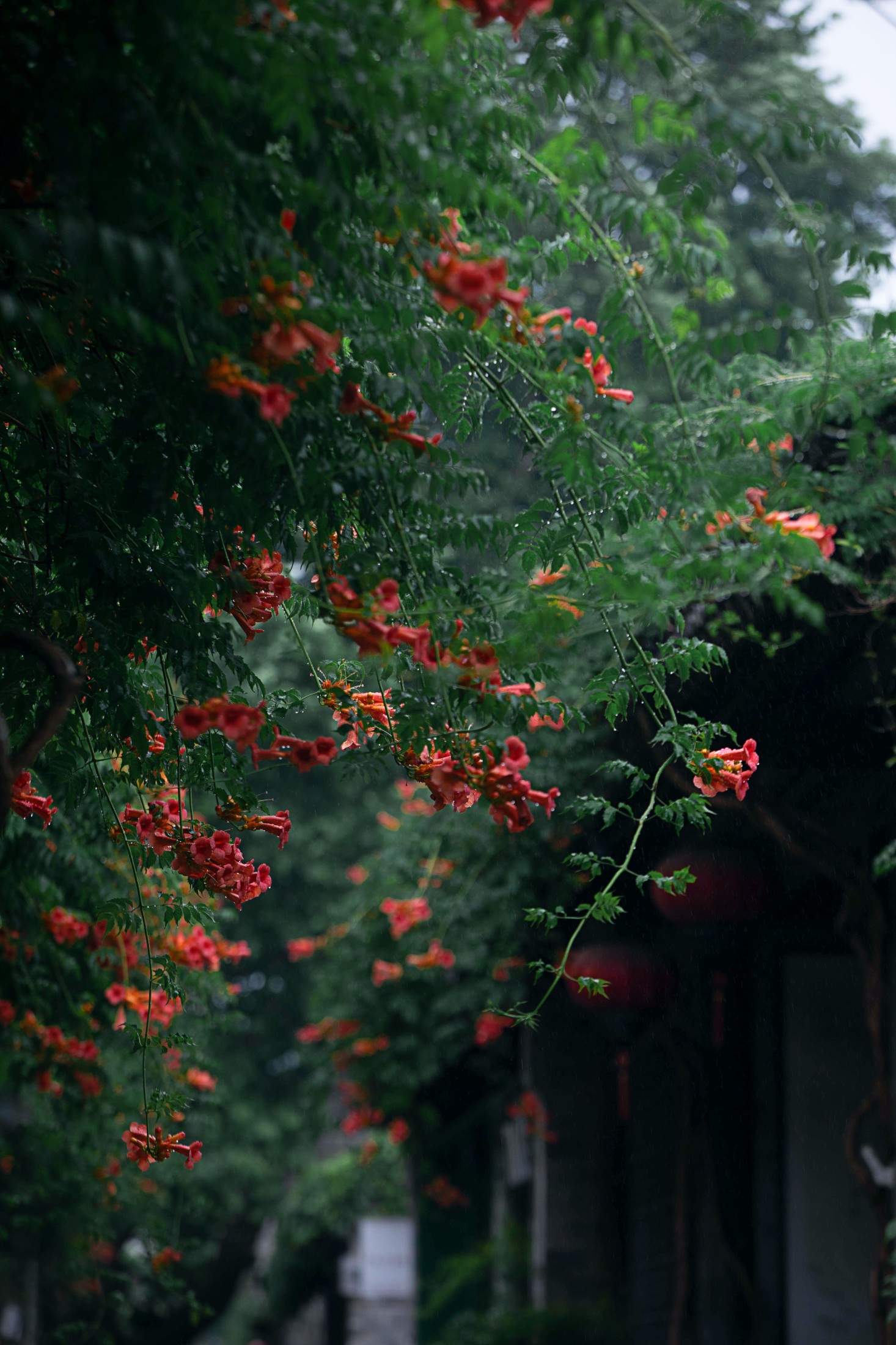 老门东雨中的凌霄花