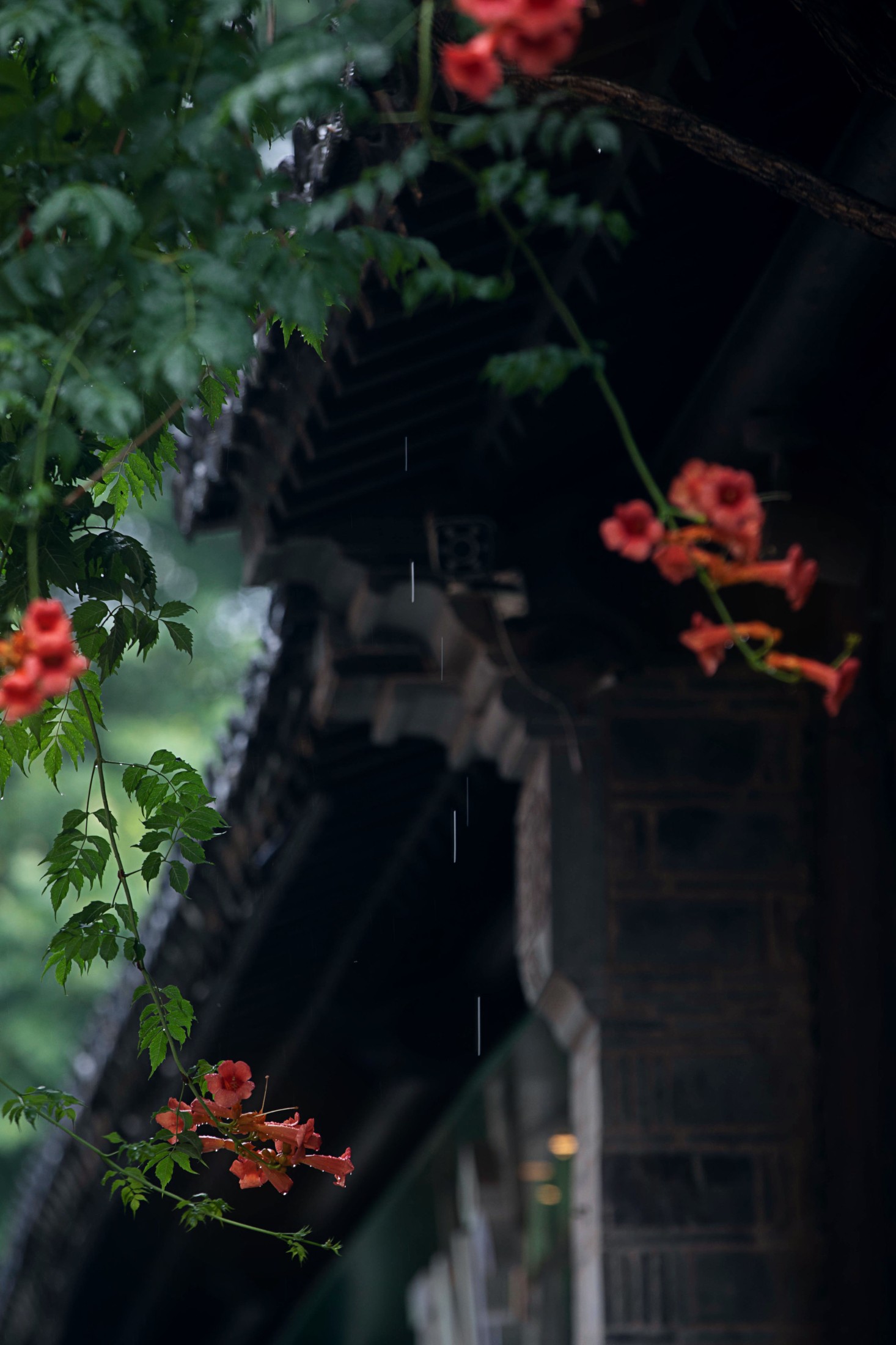 – 《老门东雨中的凌霄花》[19P]