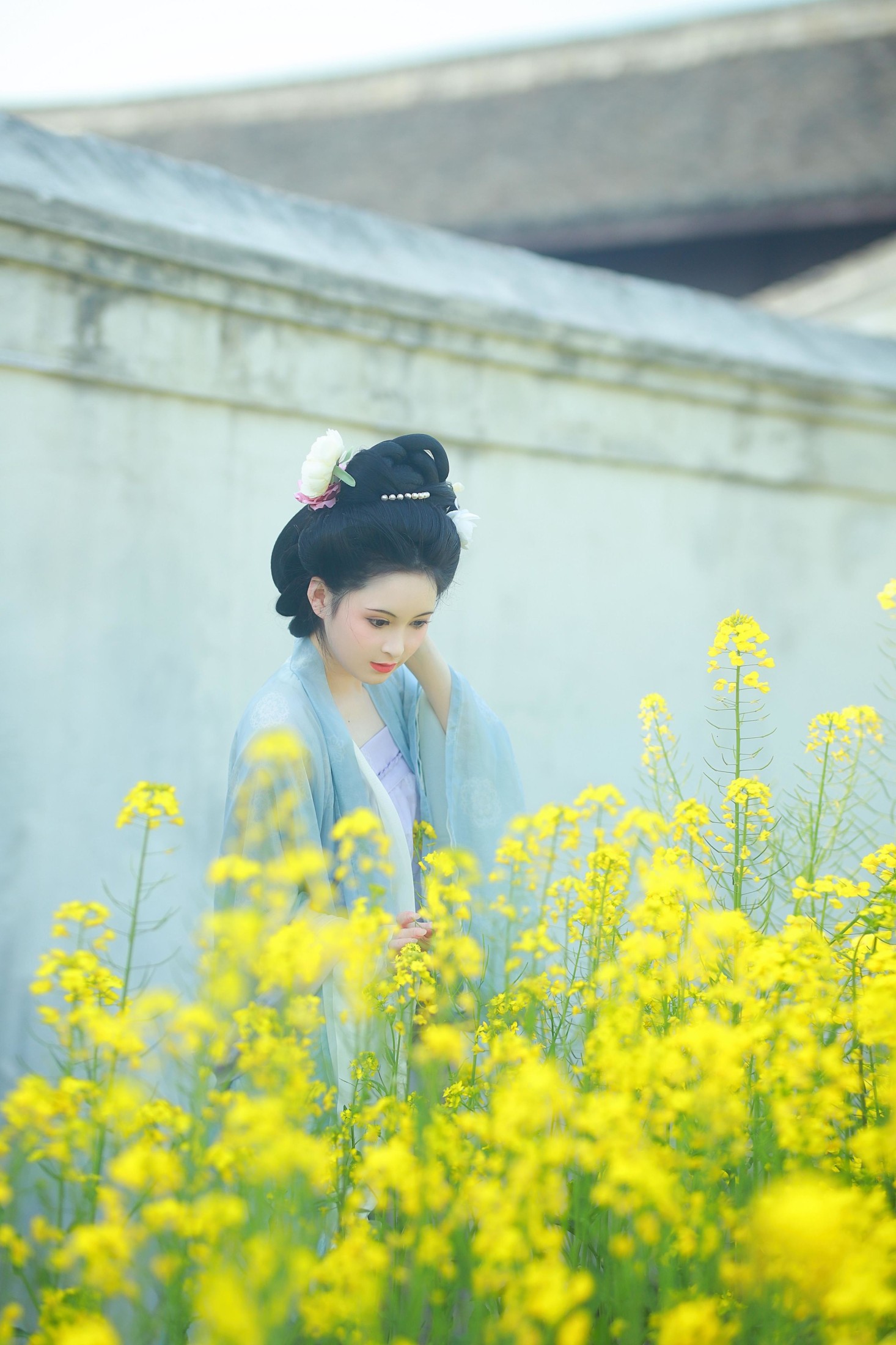 唐风写真油菜花