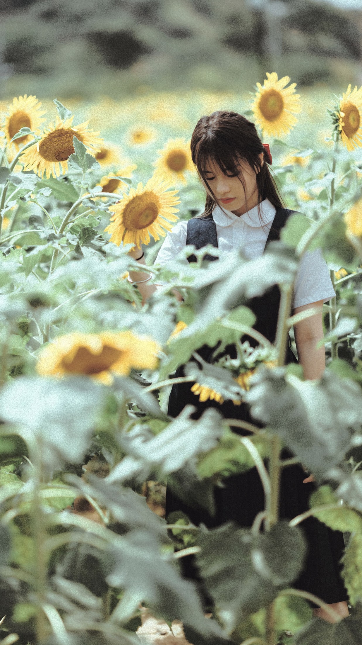 薇薇 – 《夏天的太阳花》[17P]