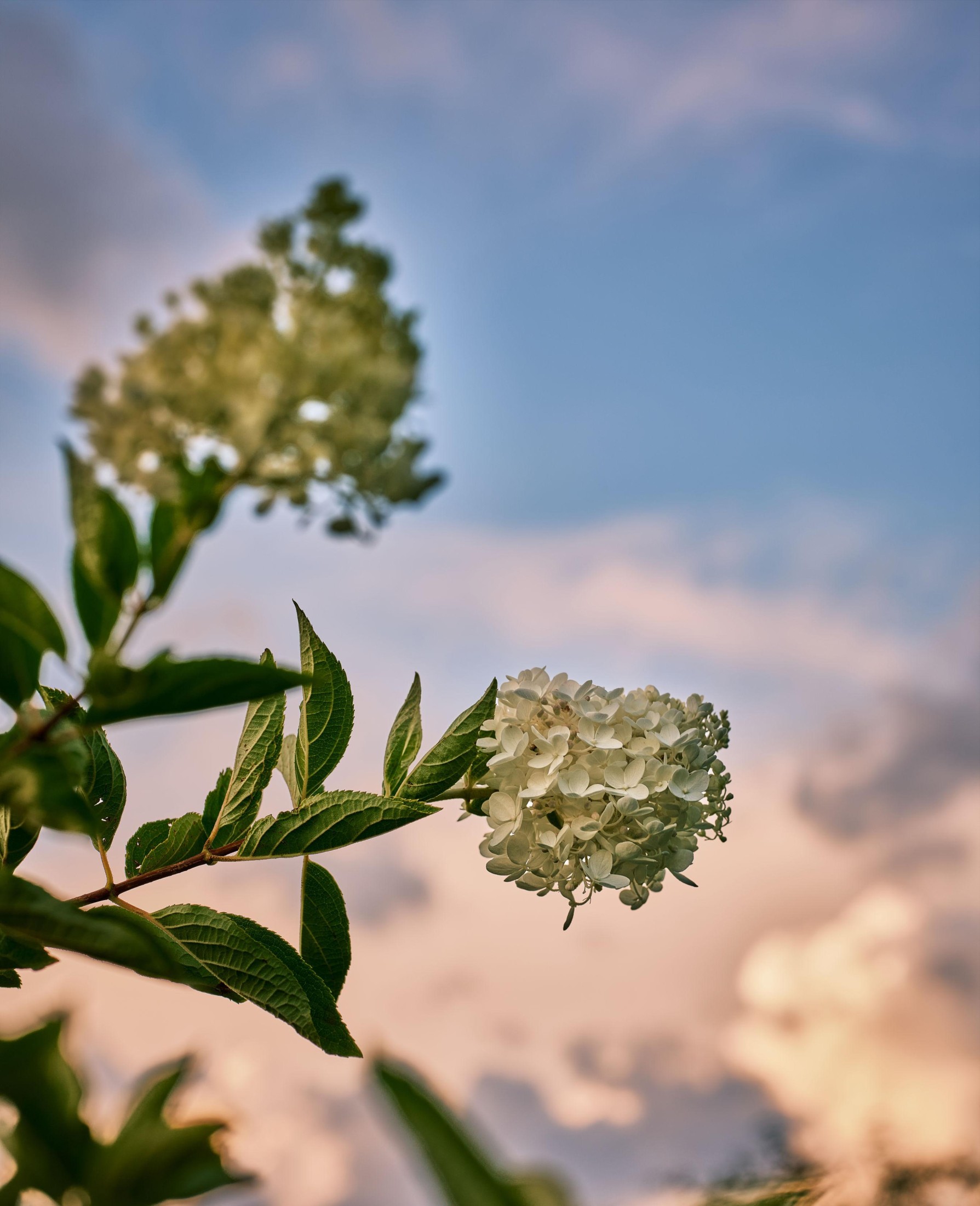 炸洋芋 – 《绣球花》[13P]