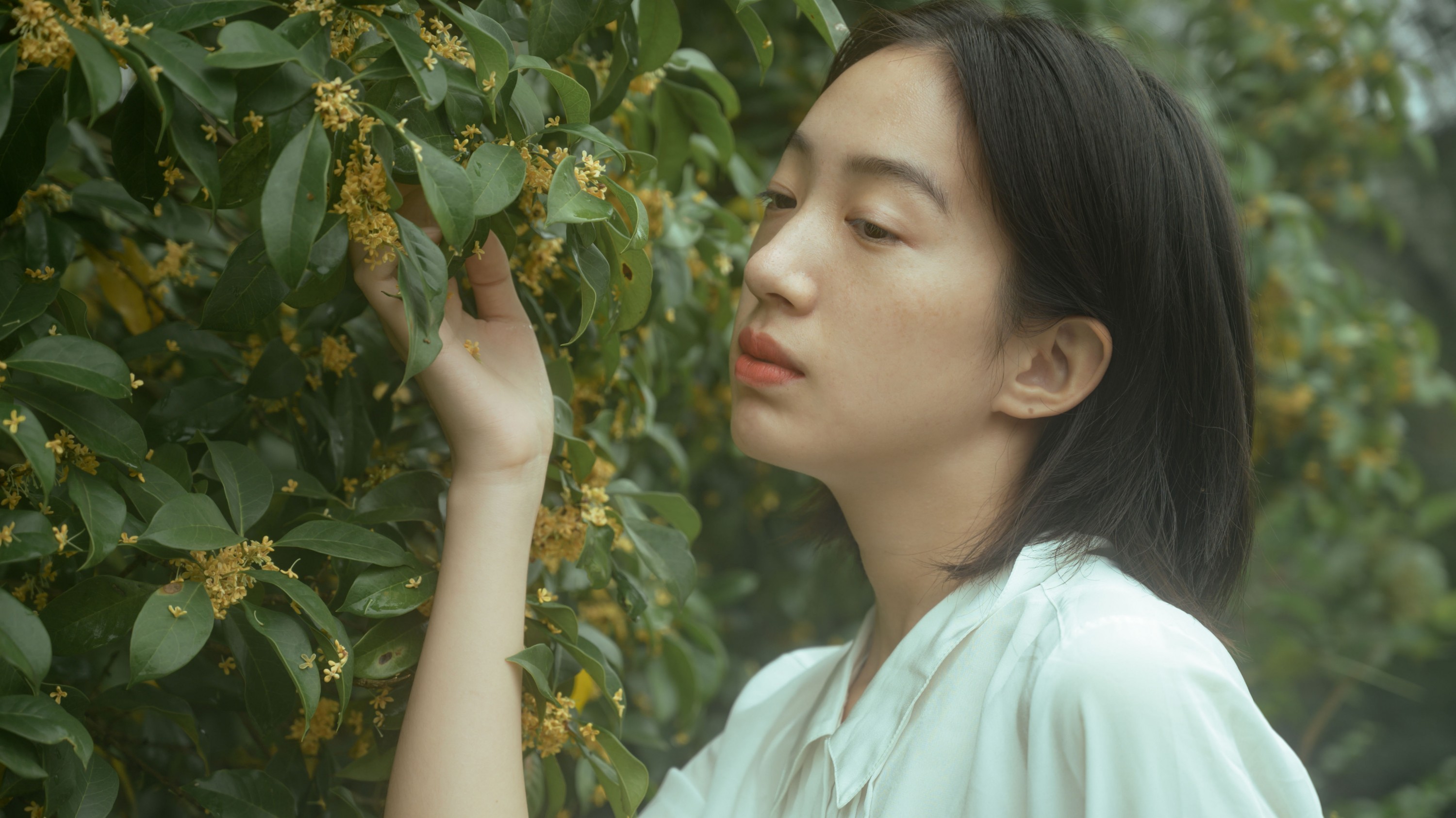 麦田晨雾