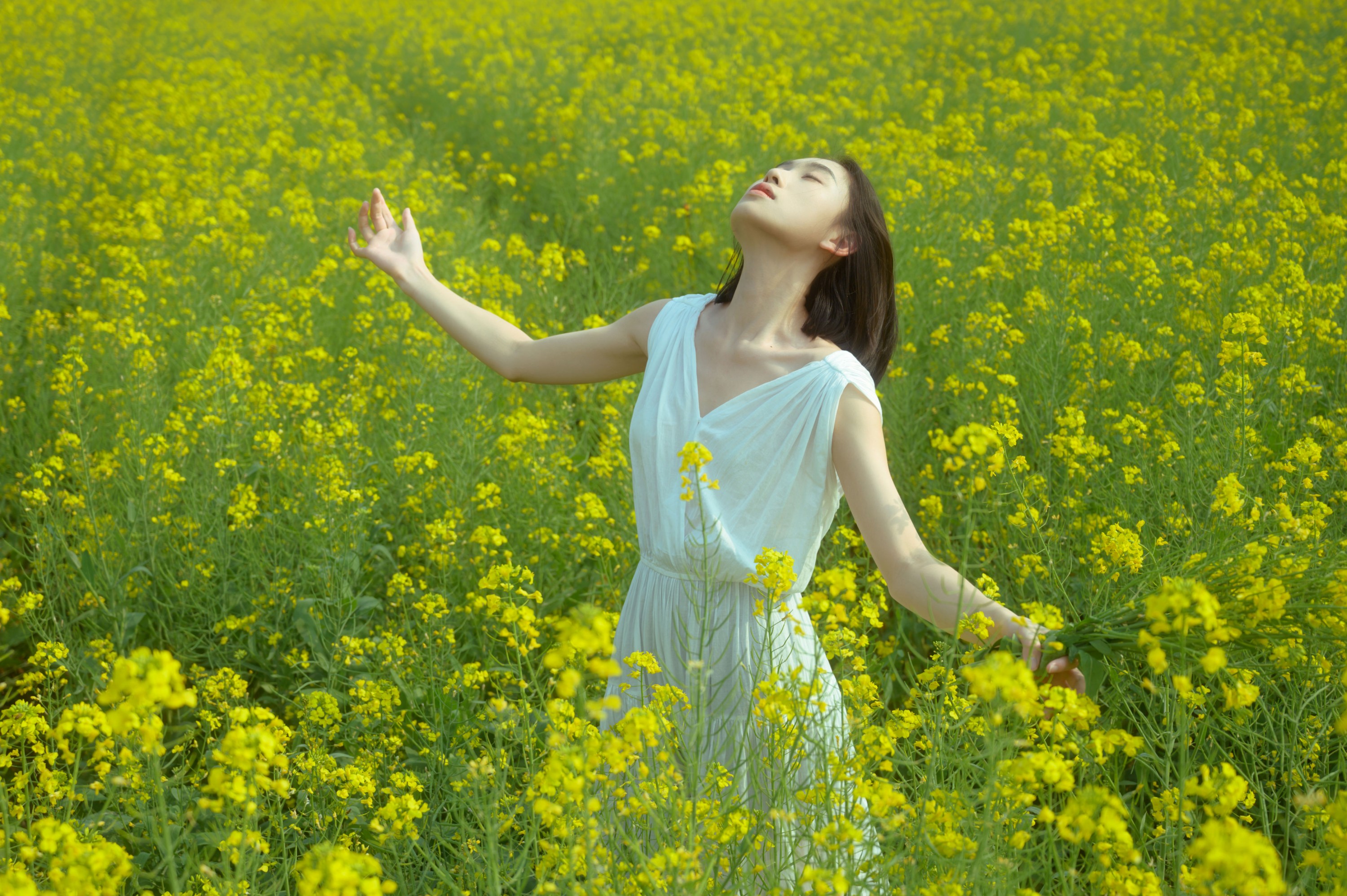 蝴蝶与油菜花