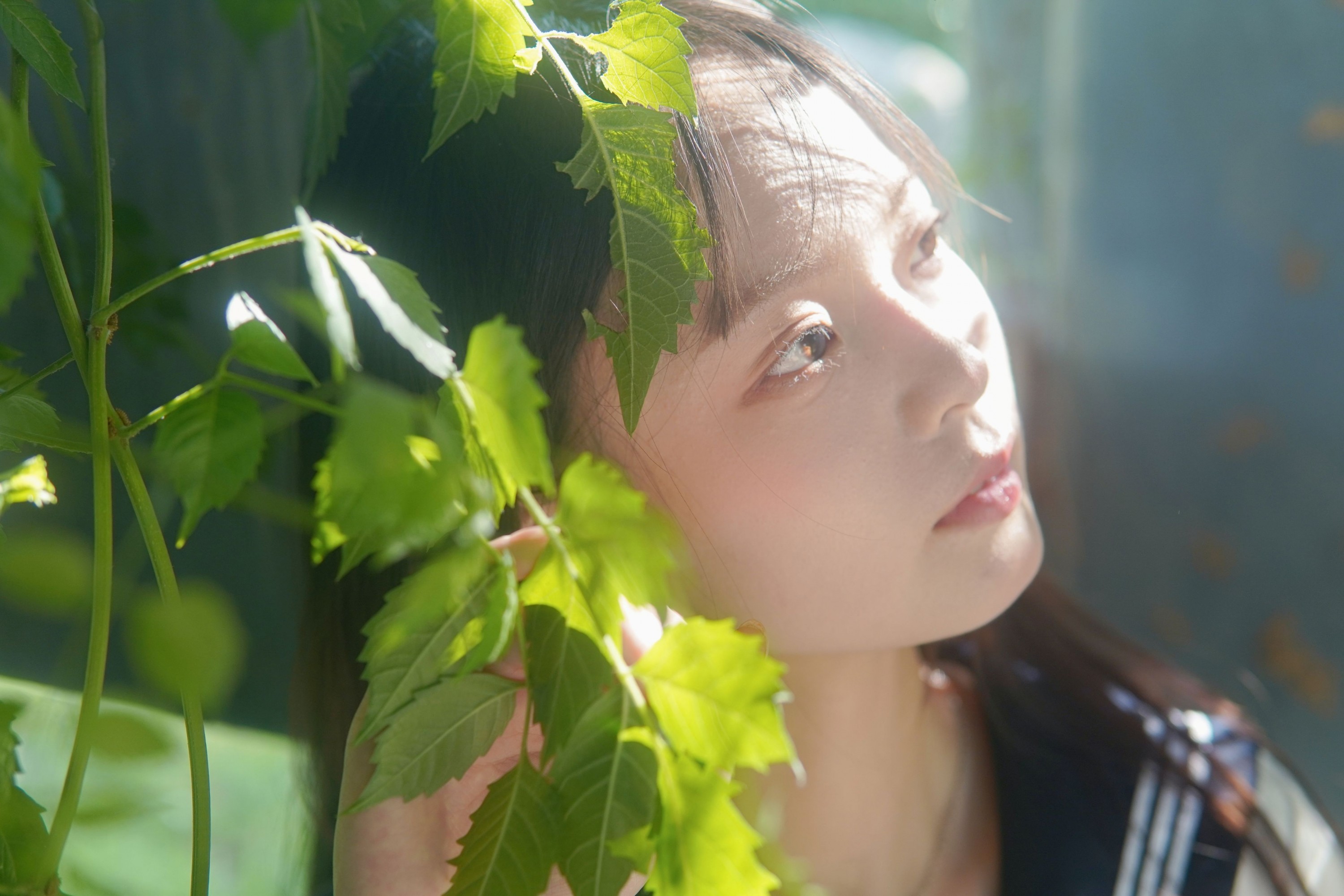 凌霄花开