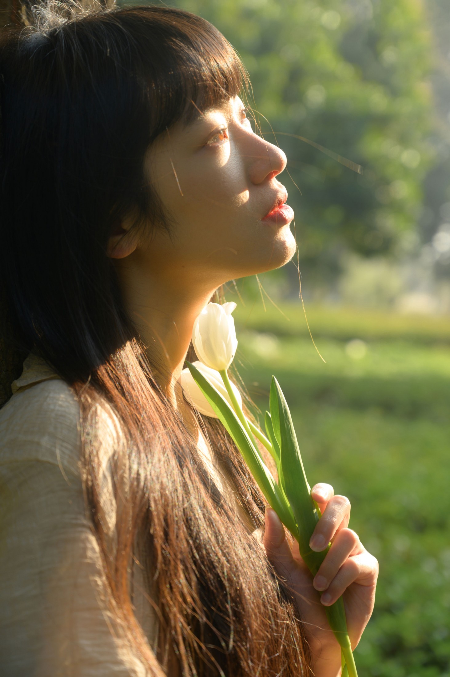 光与郁金香